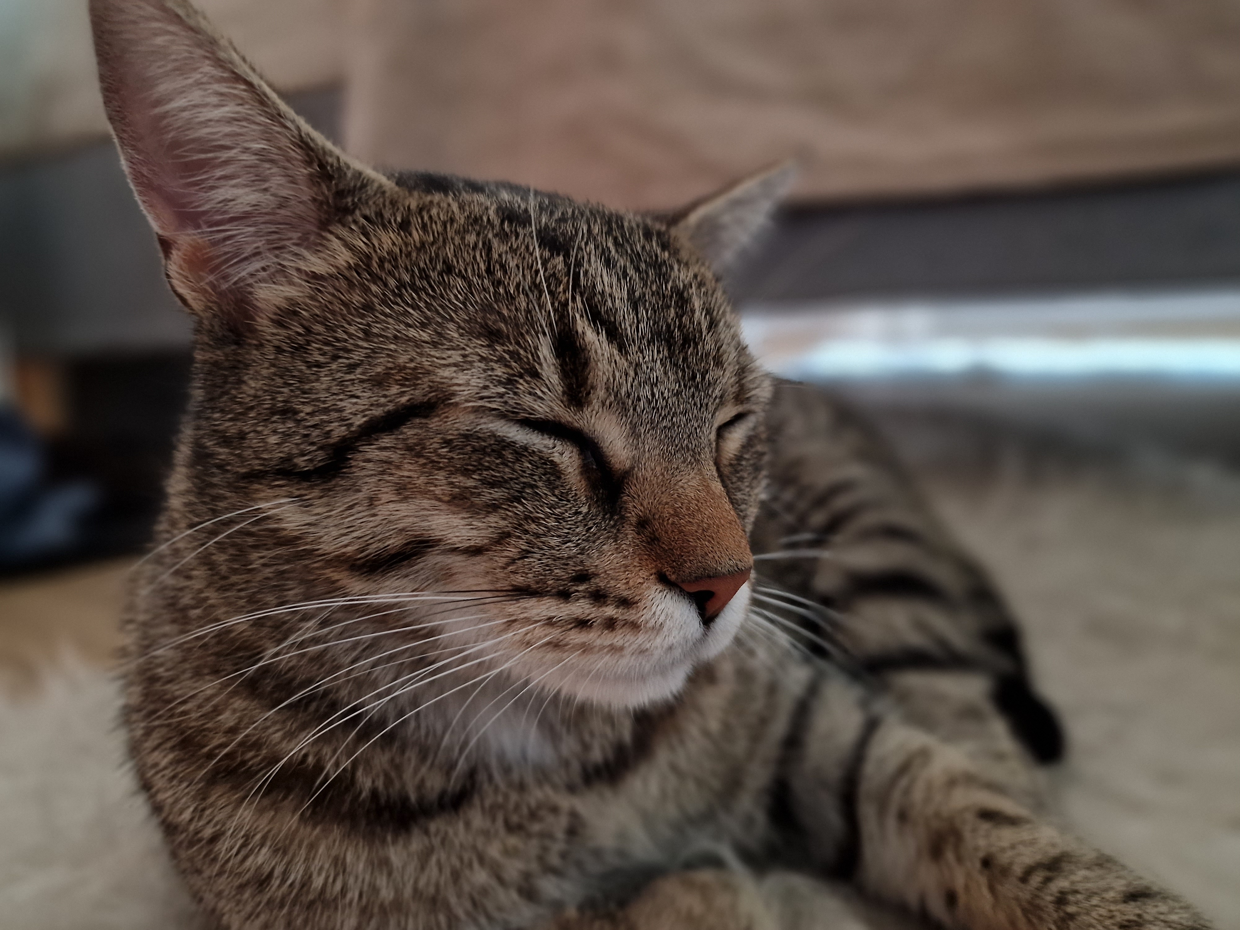 closeup sleeping cat