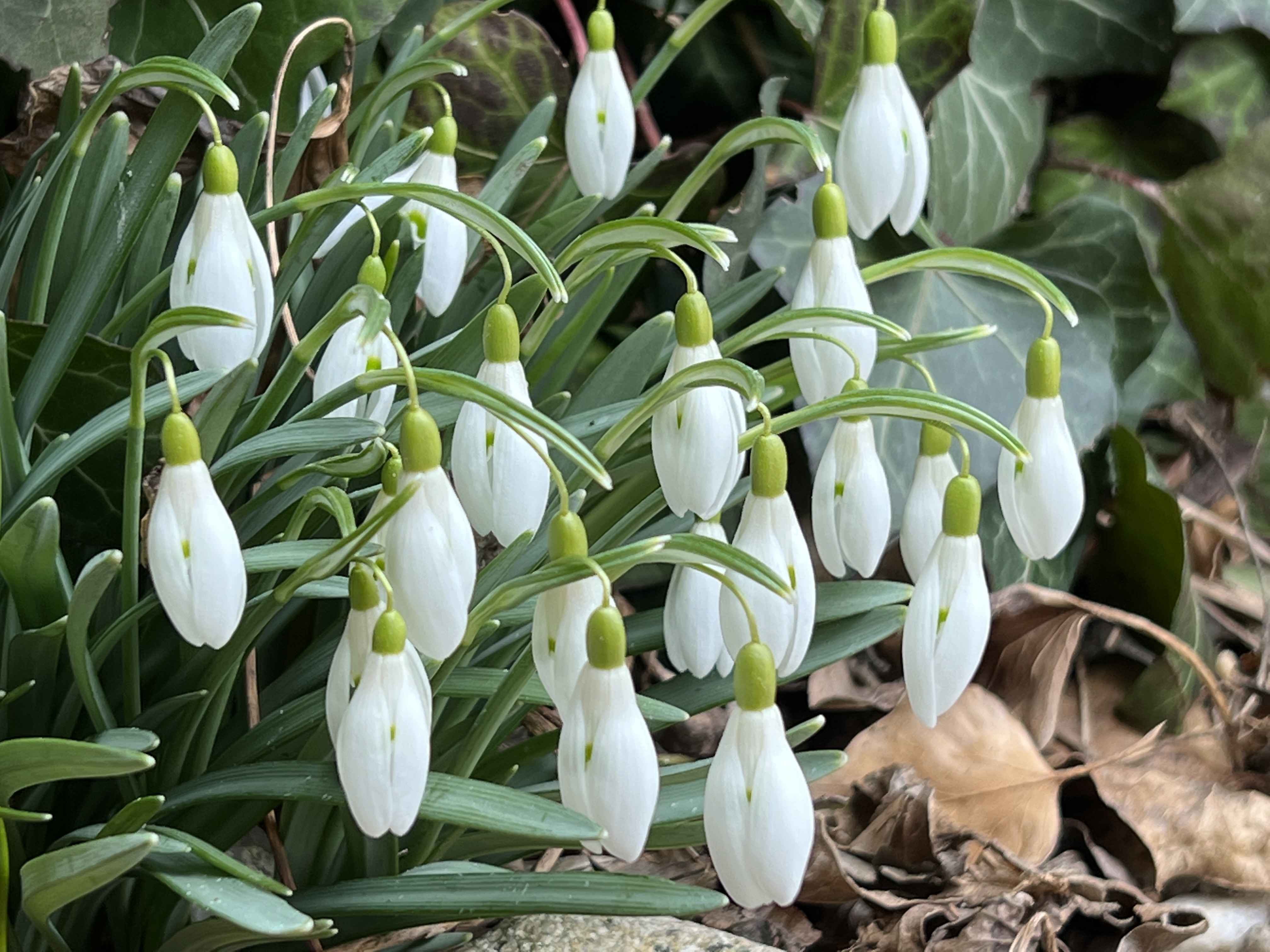 closeup snowdrops blooming