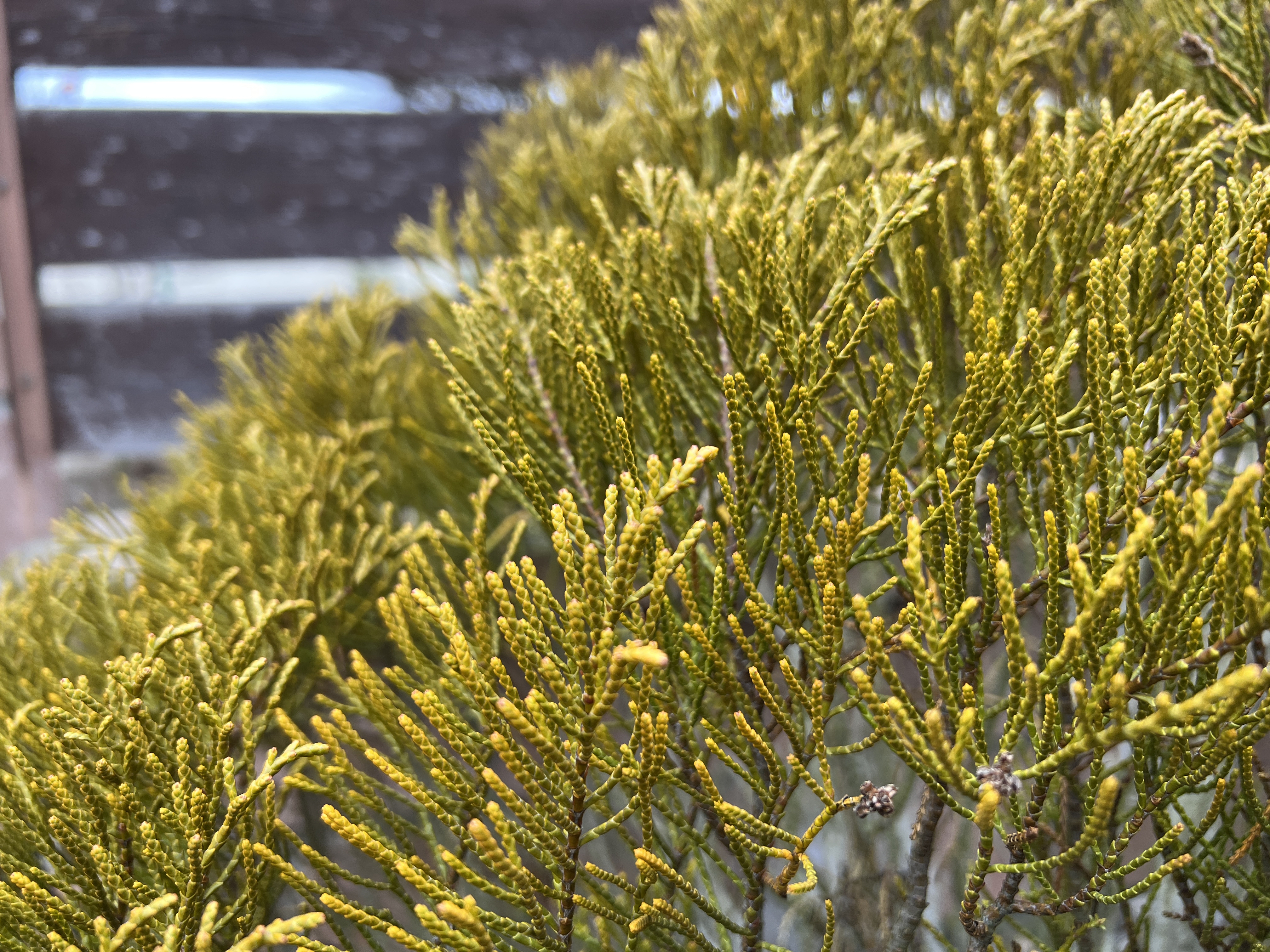 closeup yellow plant texture