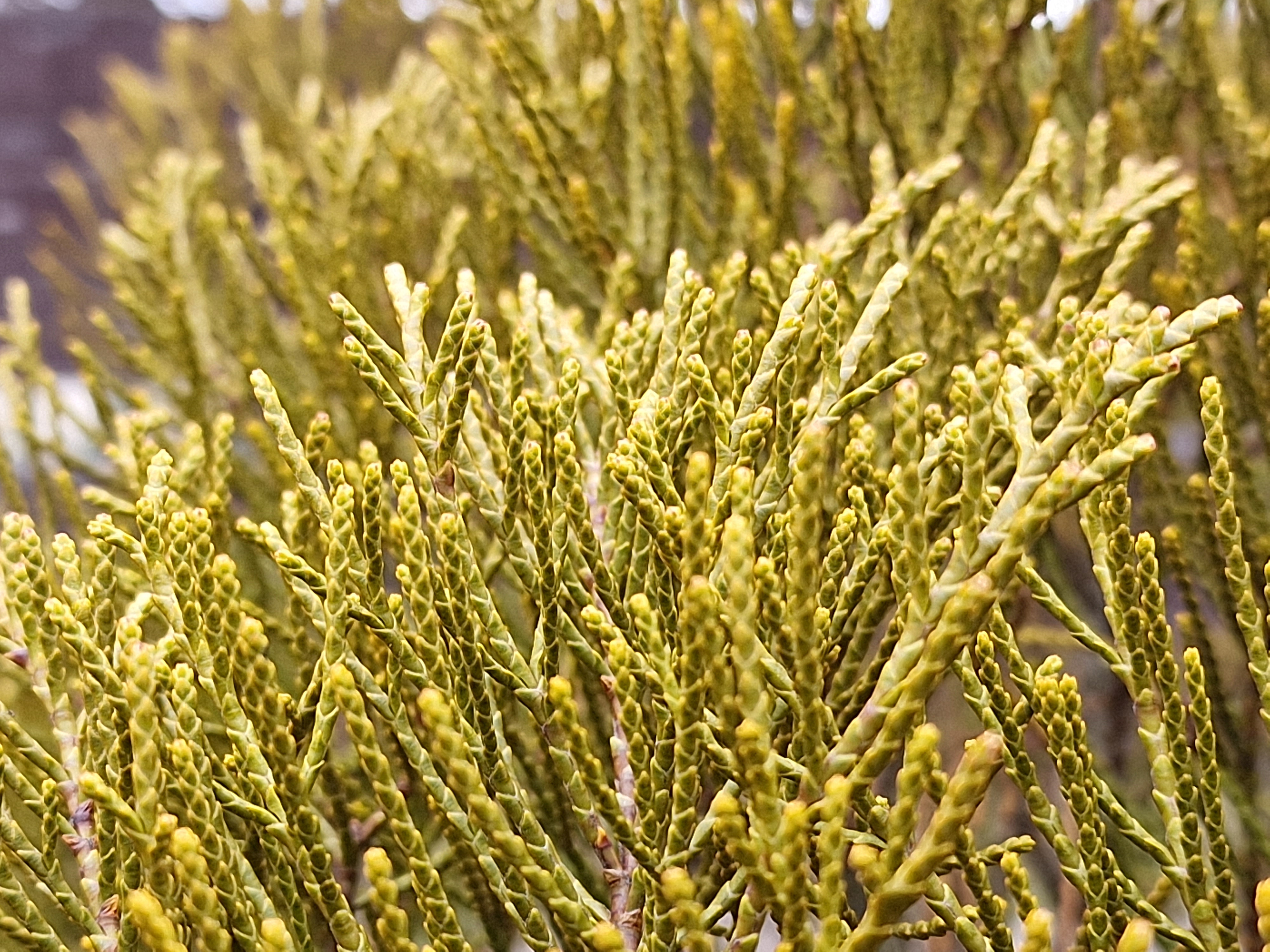 detailed green foliage