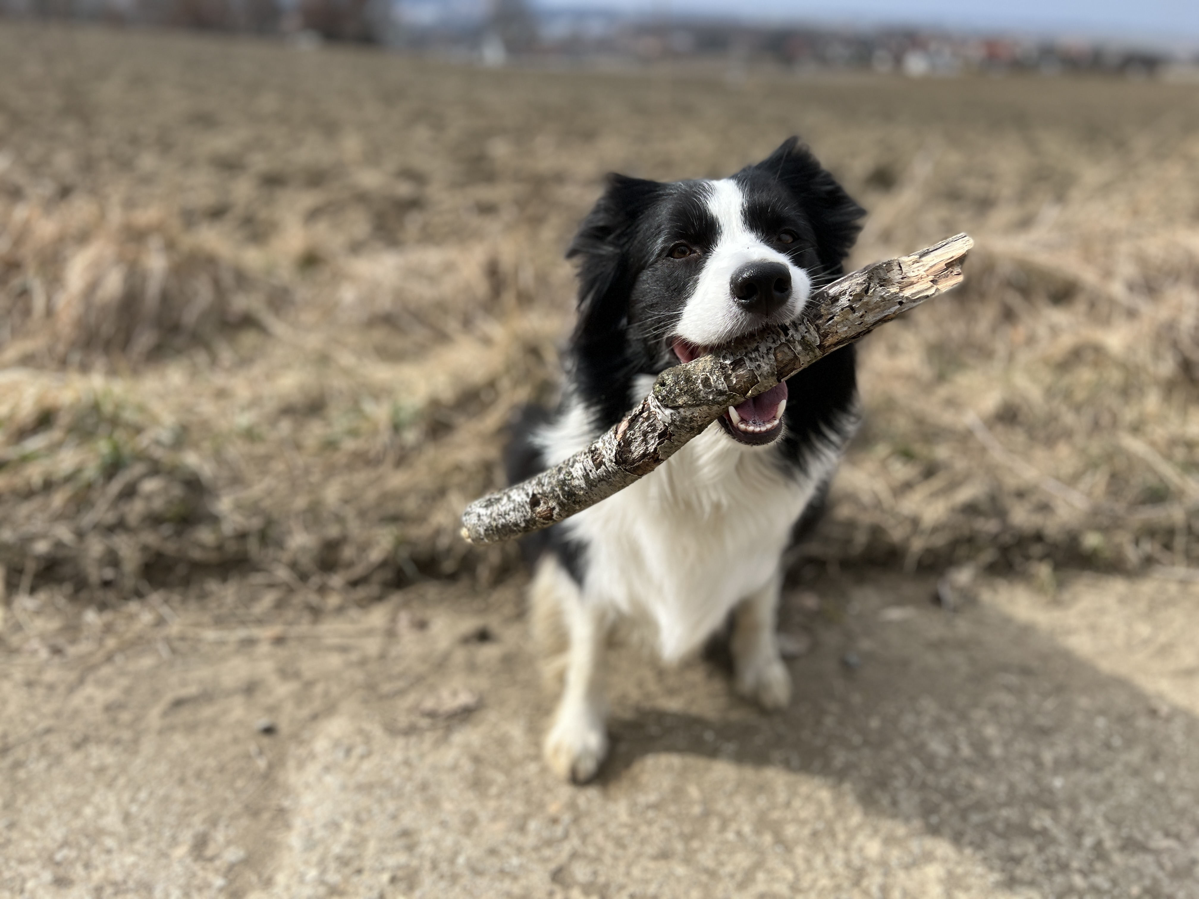 dog holding stick field