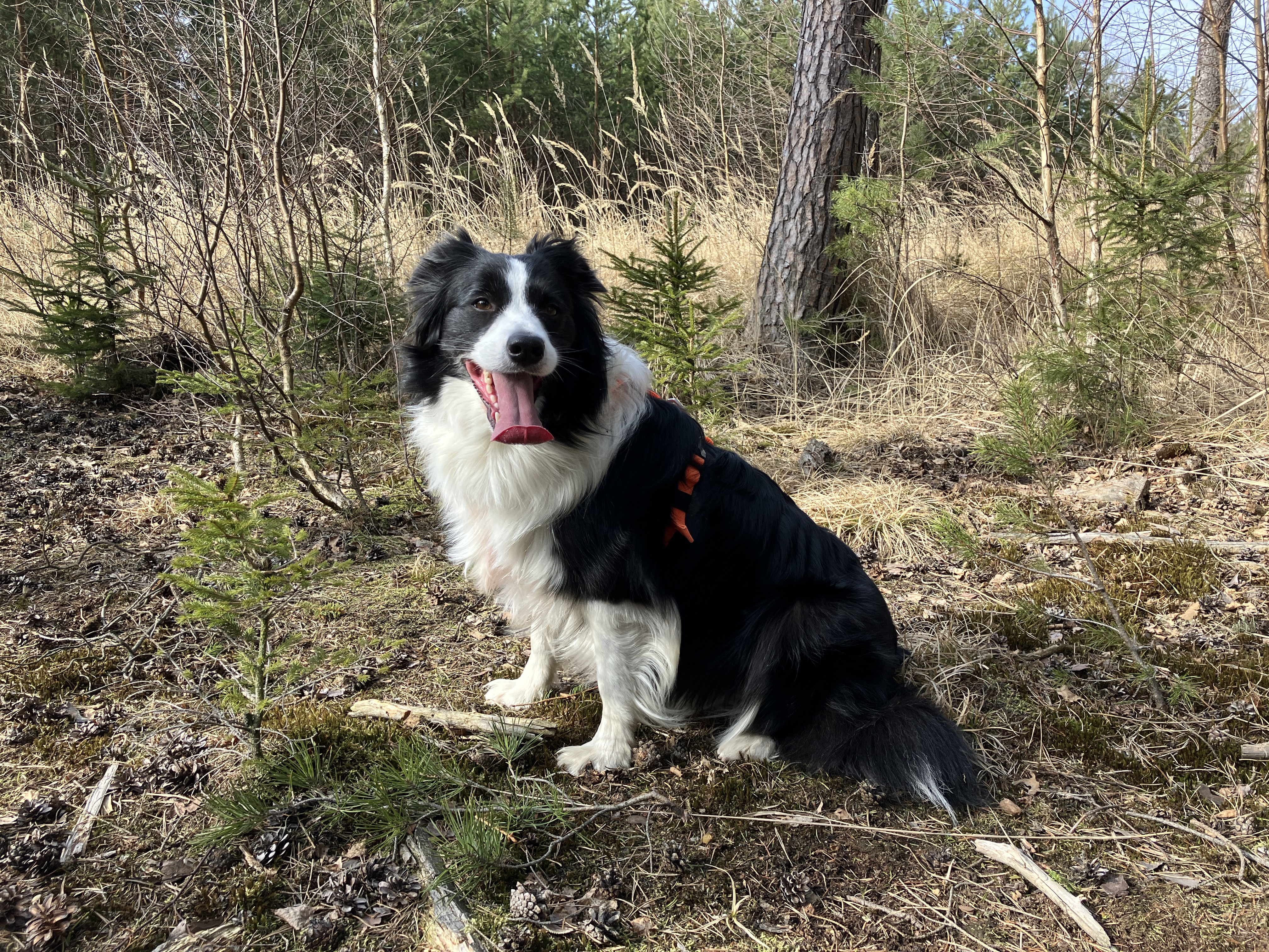 dog in forest
