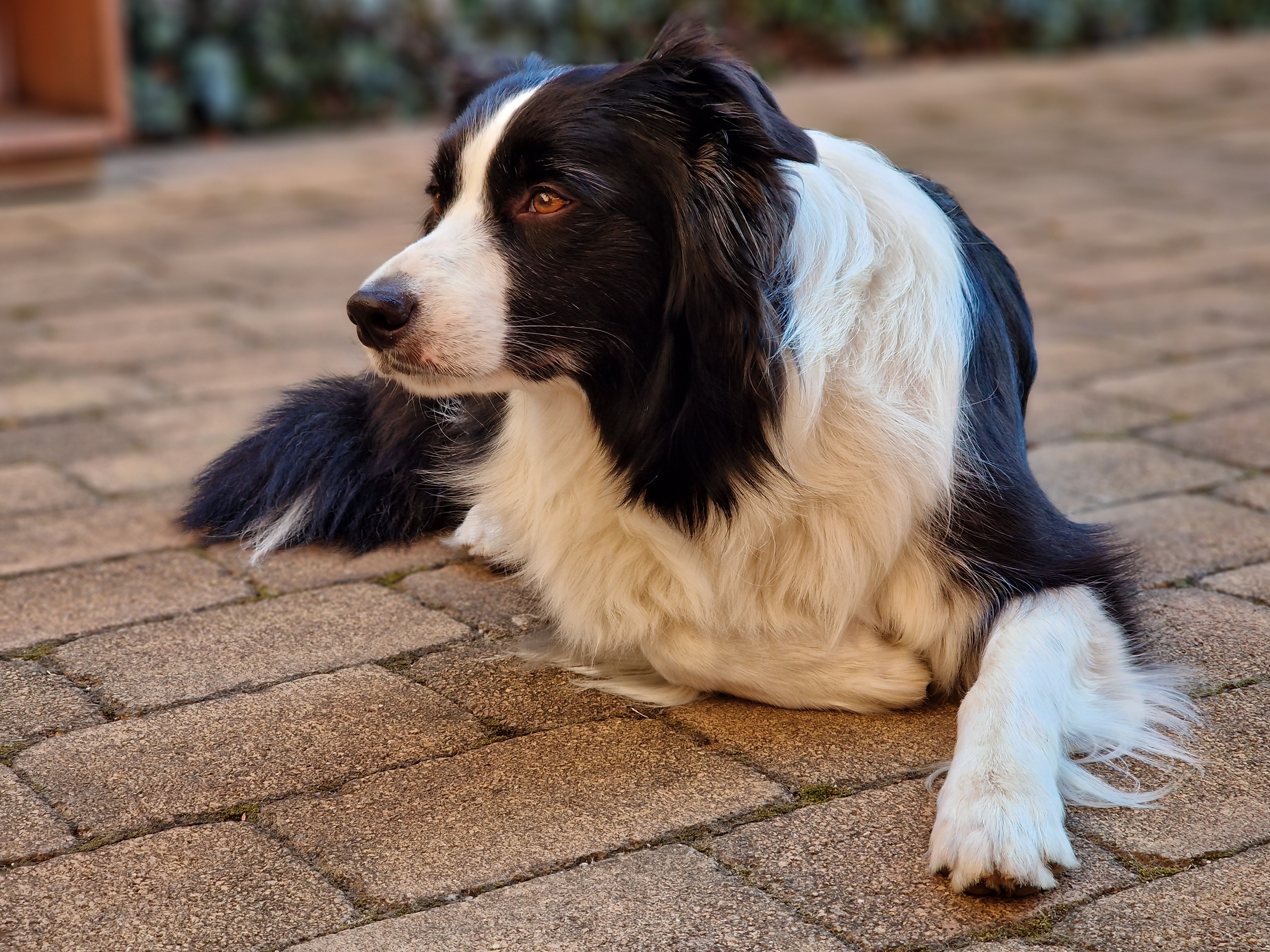 dog lying on patio