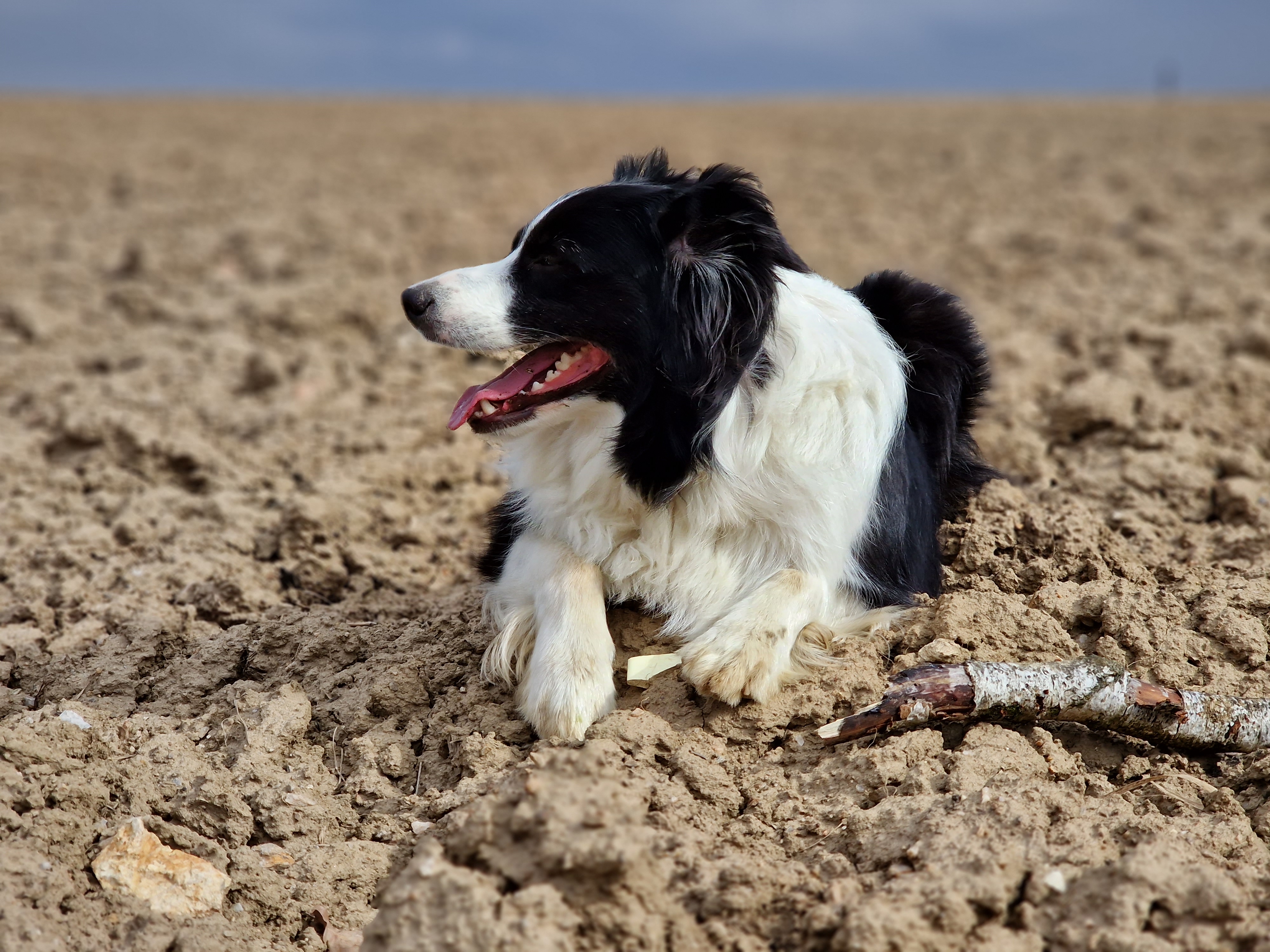 dog lying on rural path