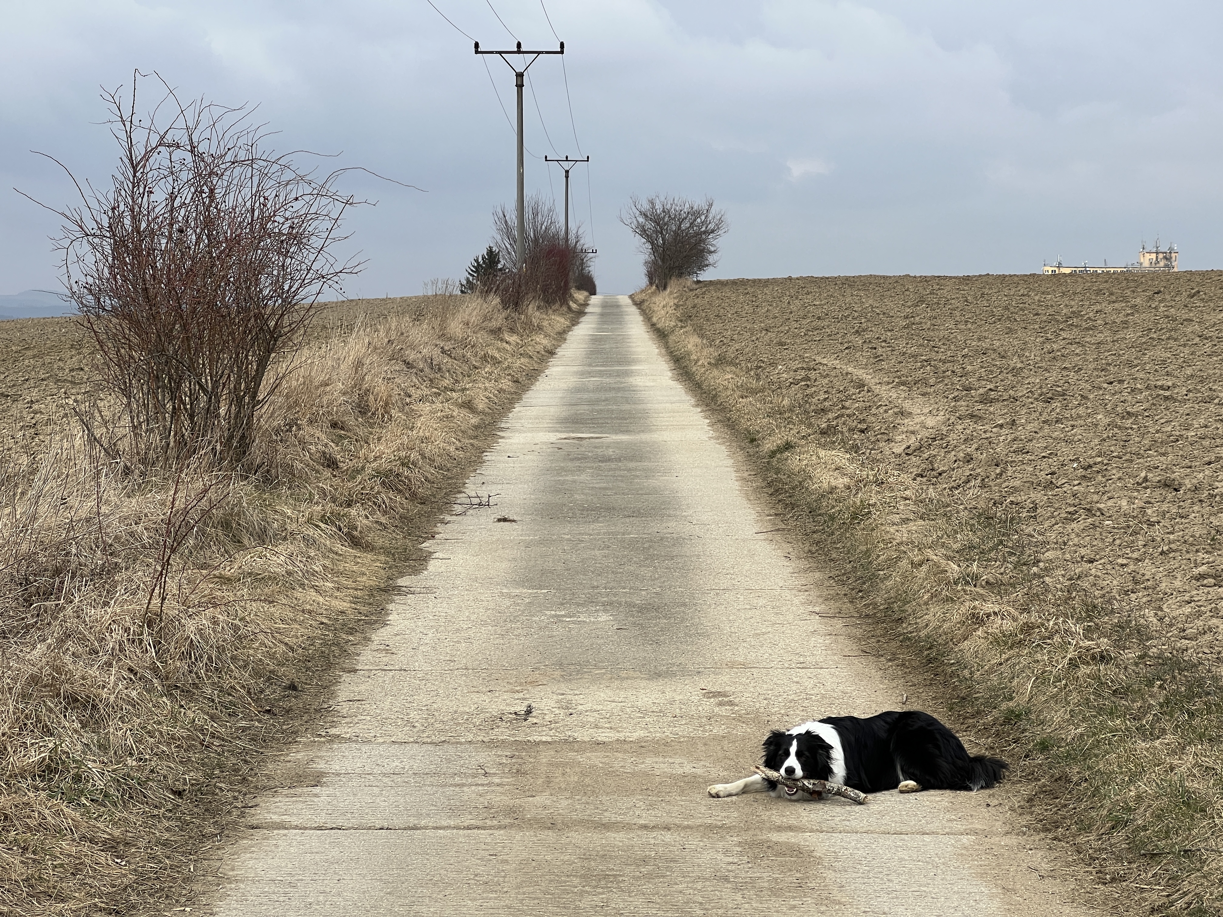 dog lying path