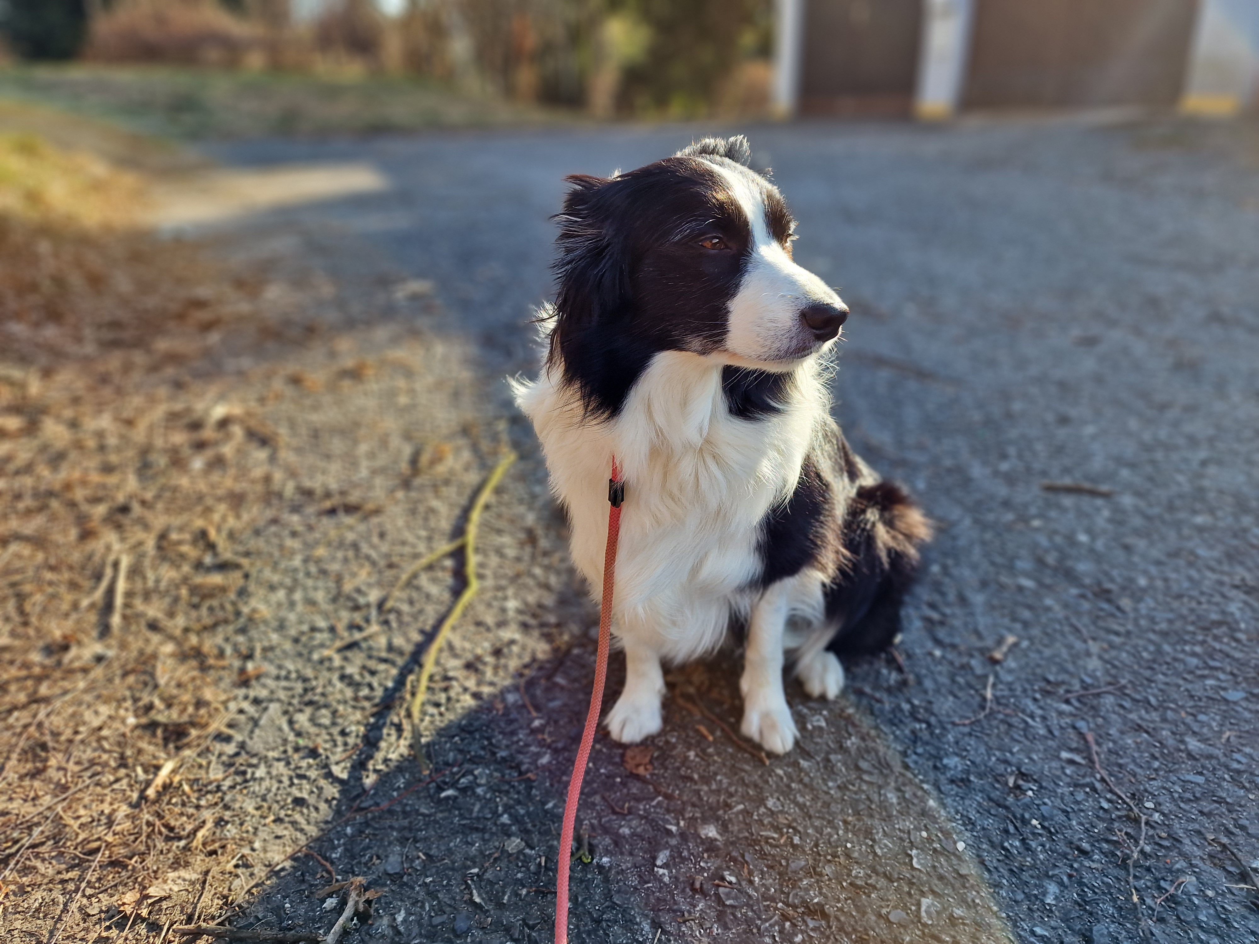 dog on gravel path
