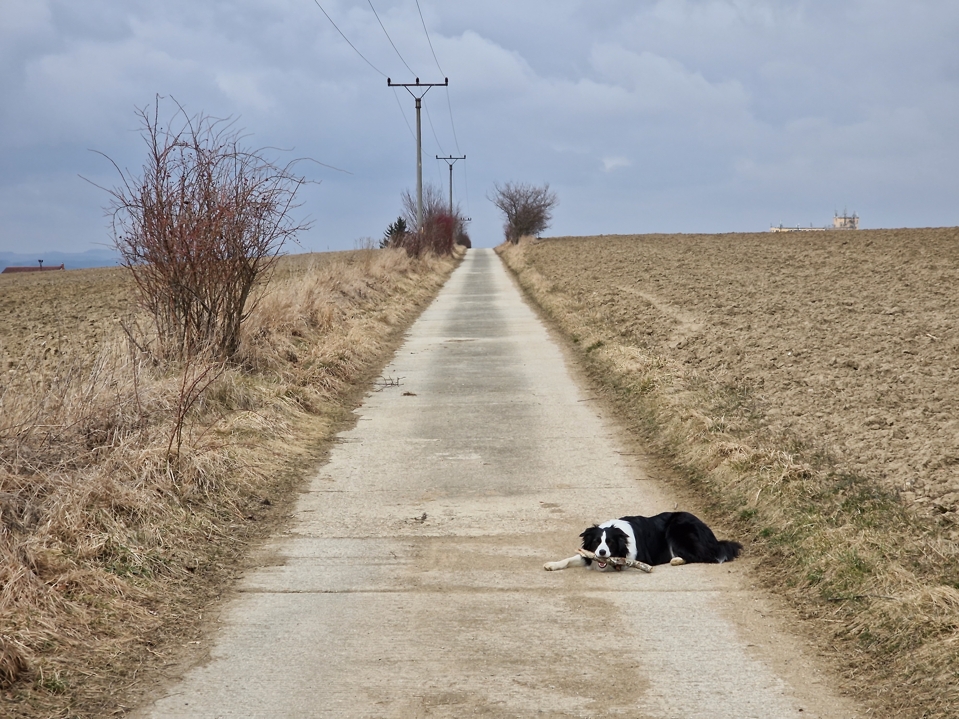 dog on rural path