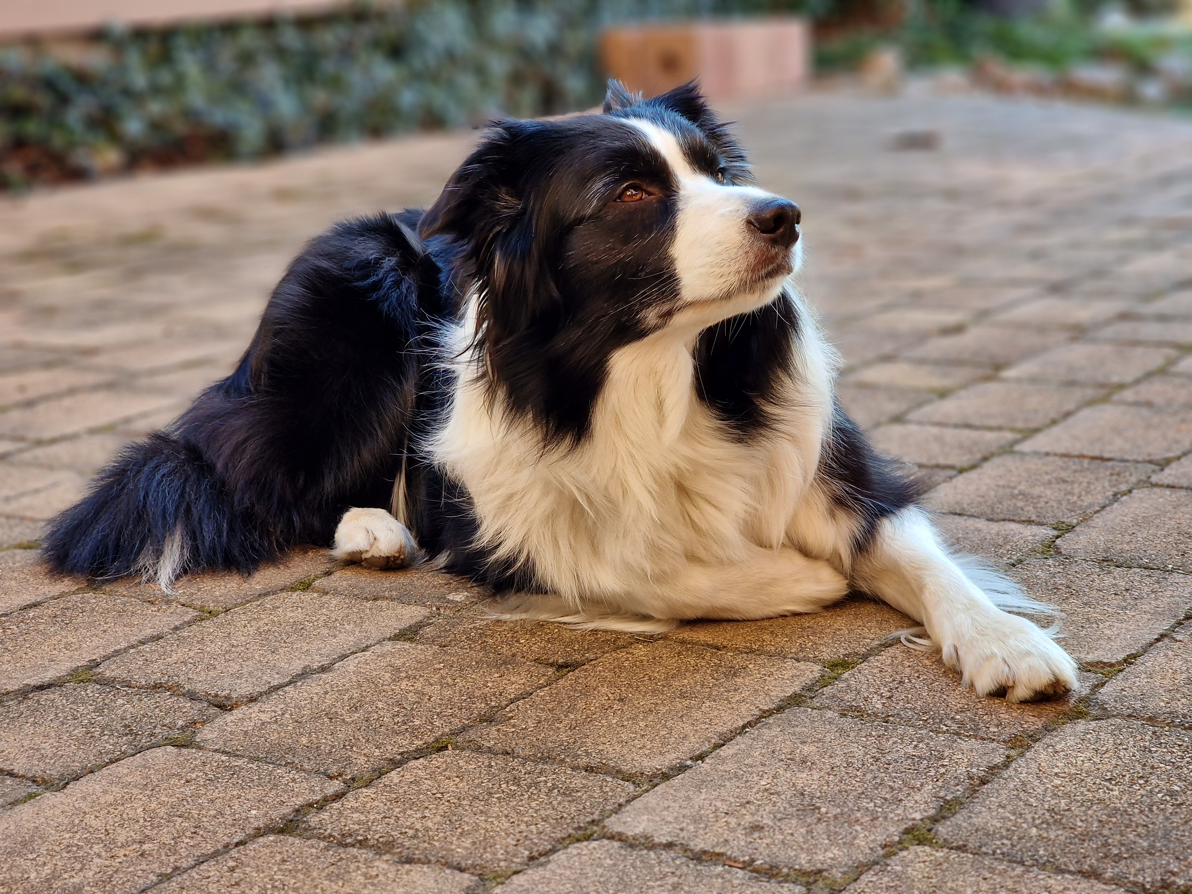 dog relaxing on patio