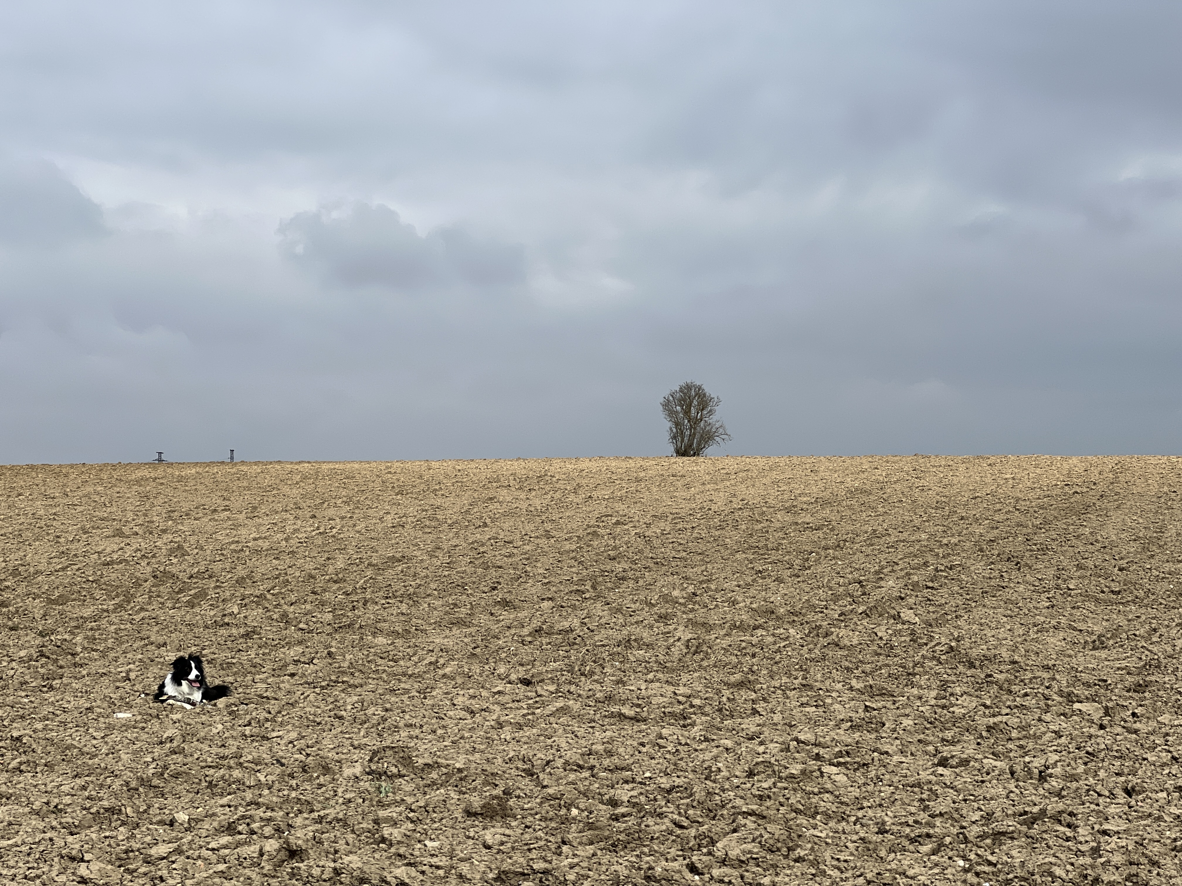 dog resting field