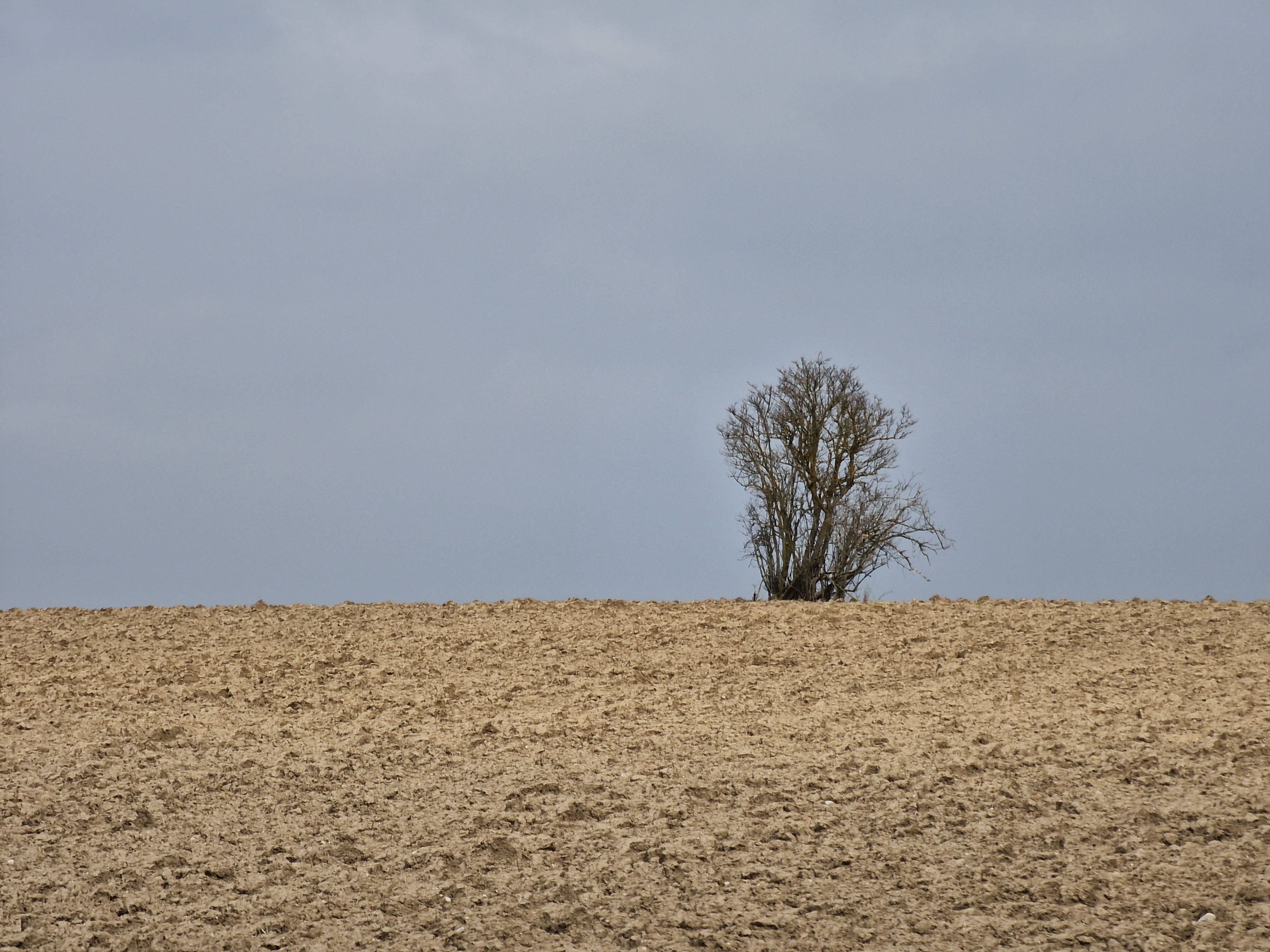 dog resting in barren field