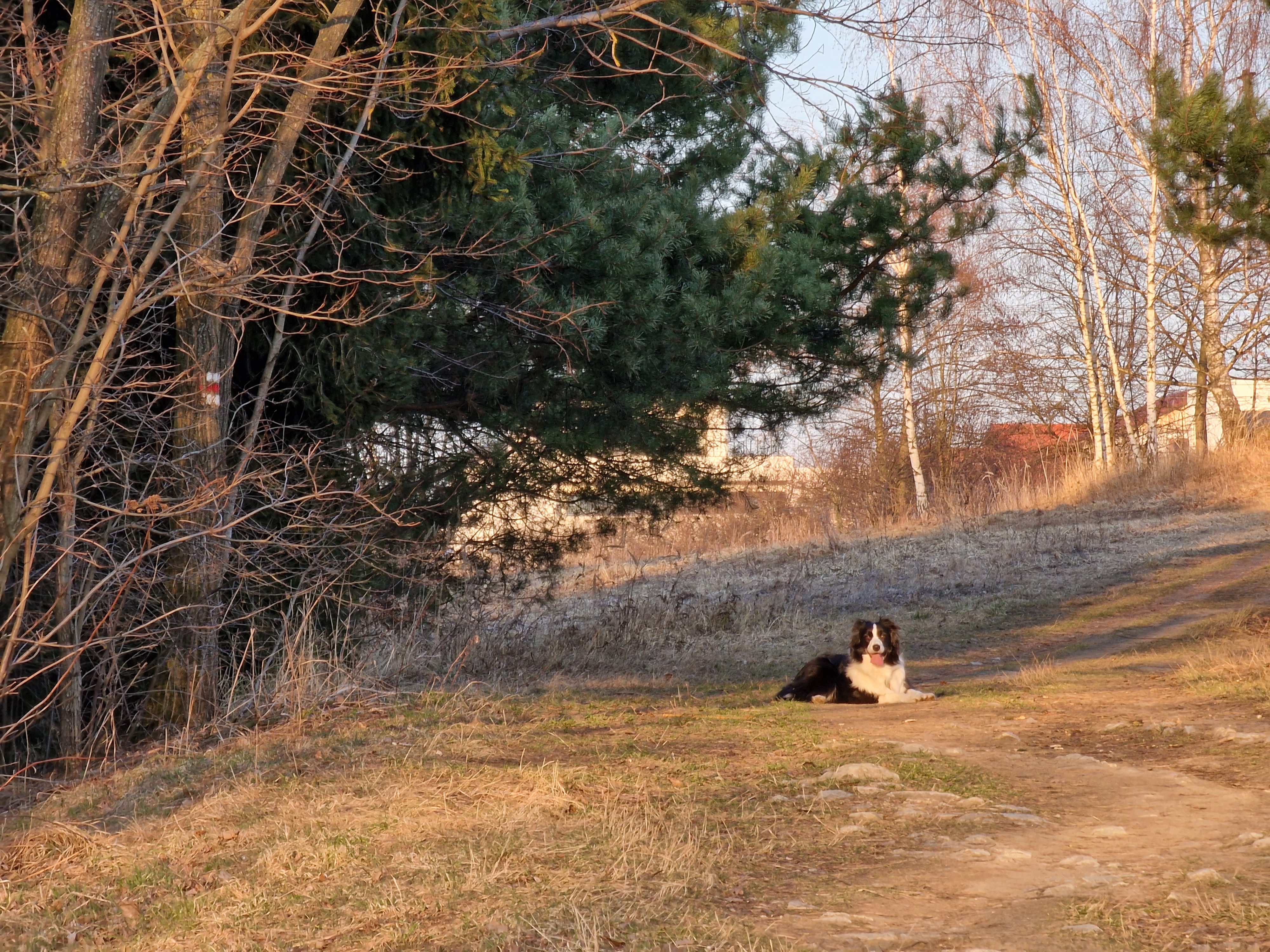 dog resting on path