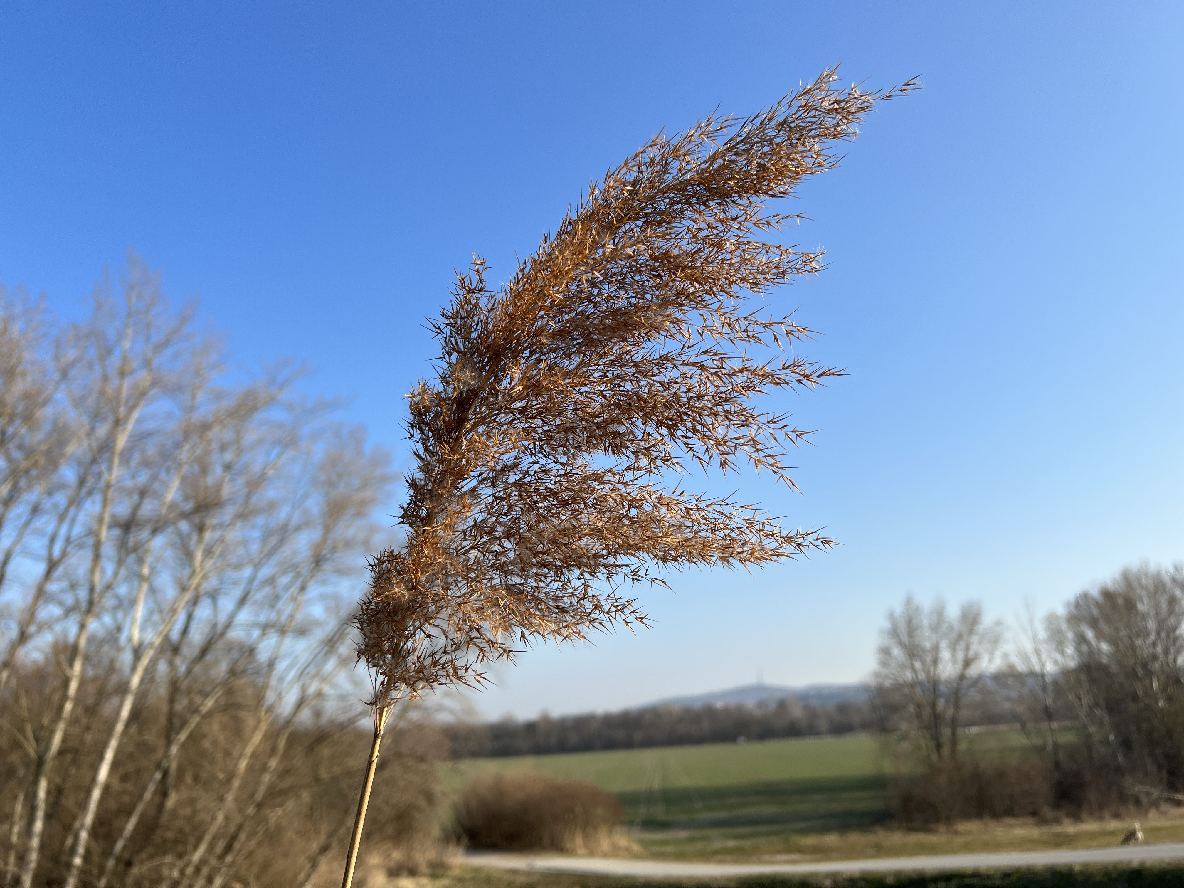 dried reed against blue sky