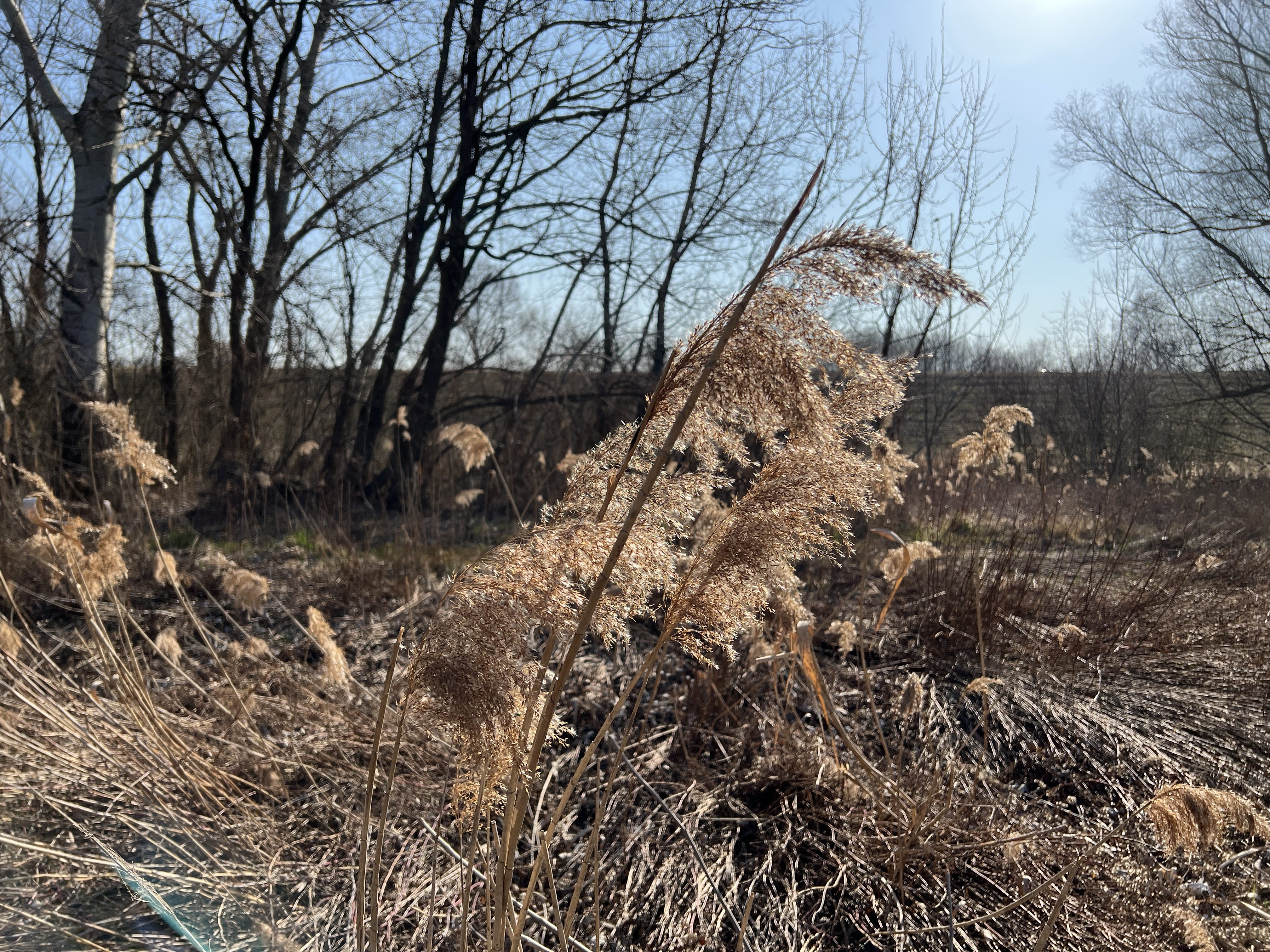 dry reeds in sunlight