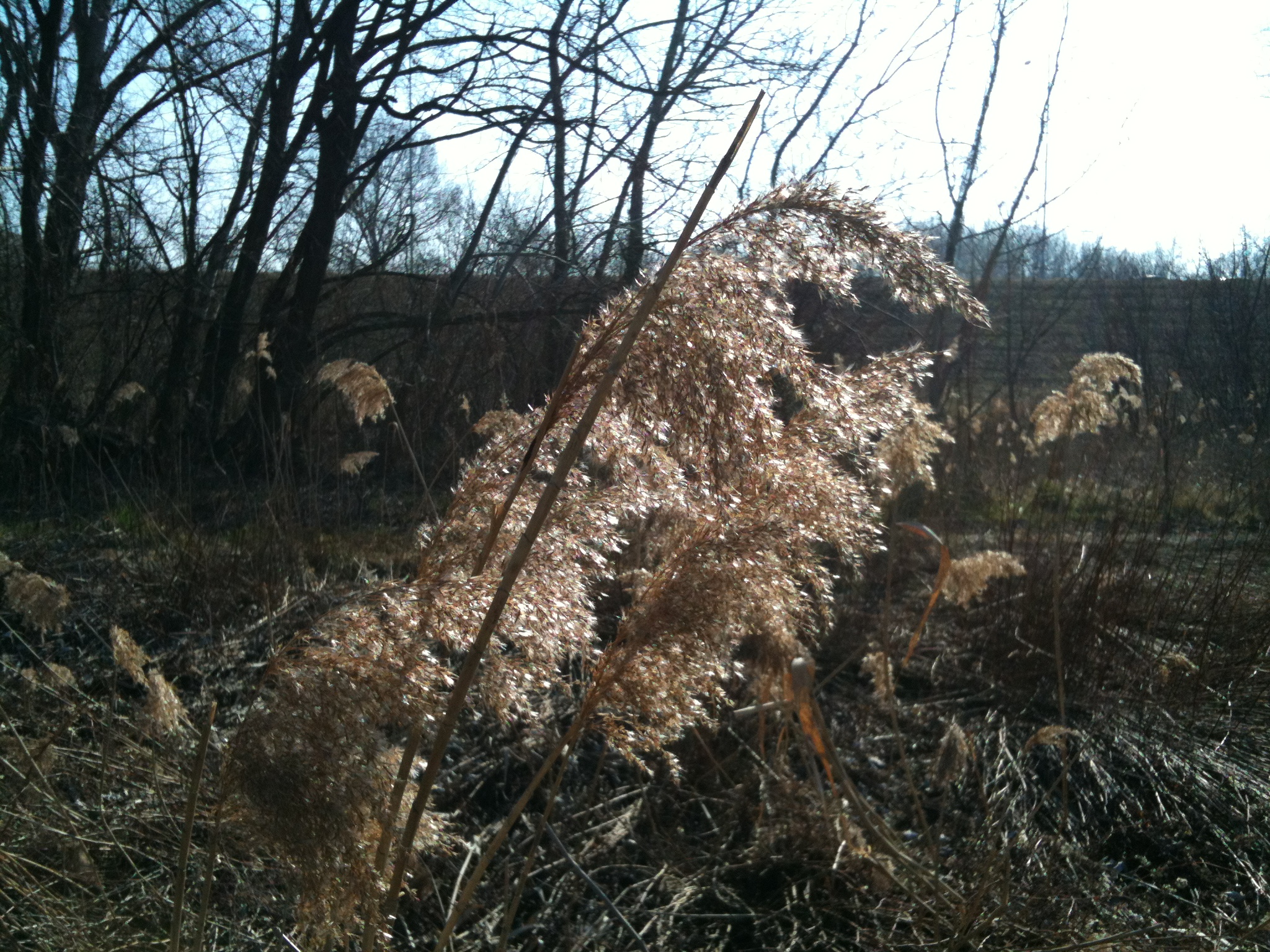 dry reeds sunlight