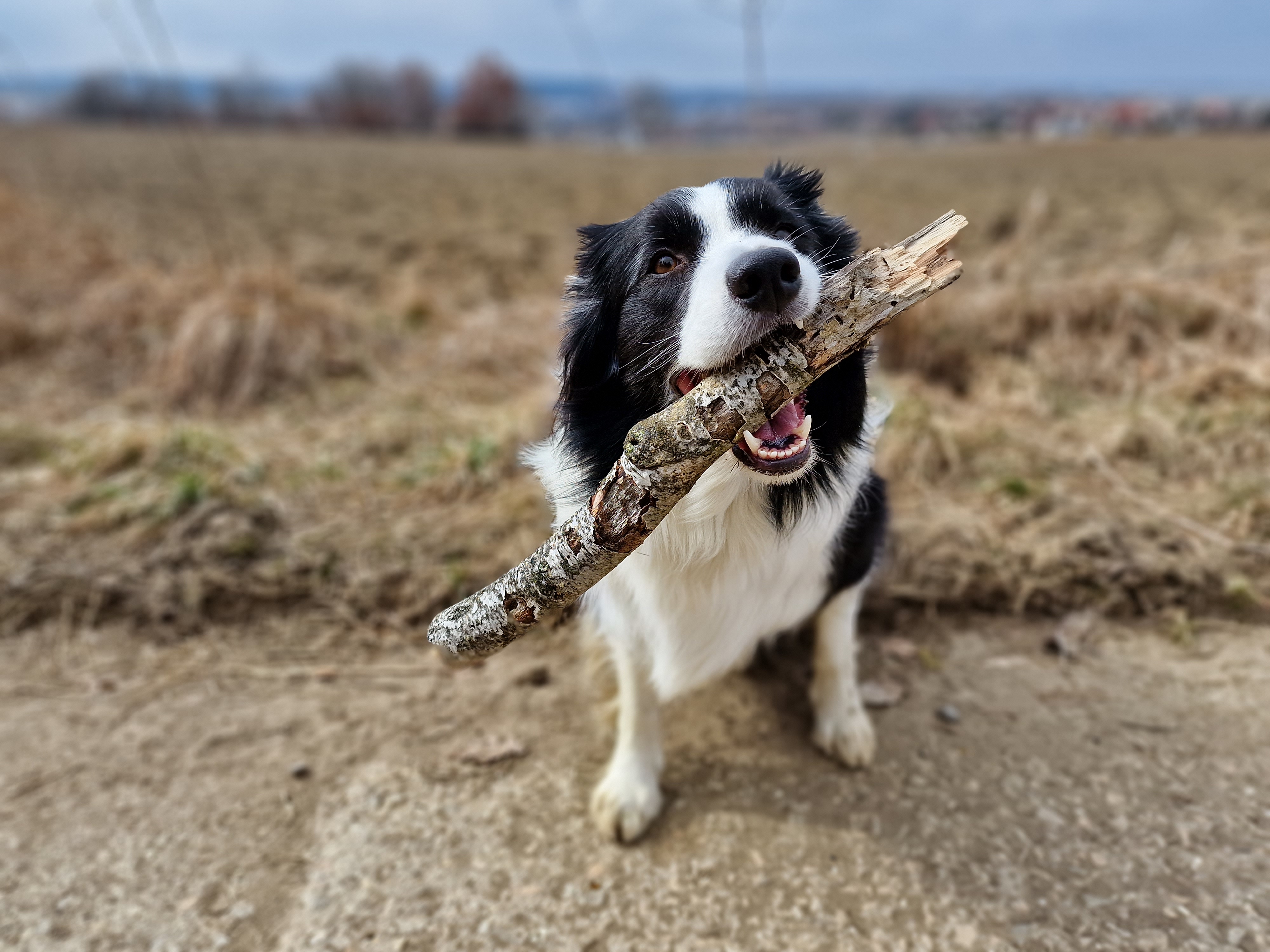 empty field under cloudy sky