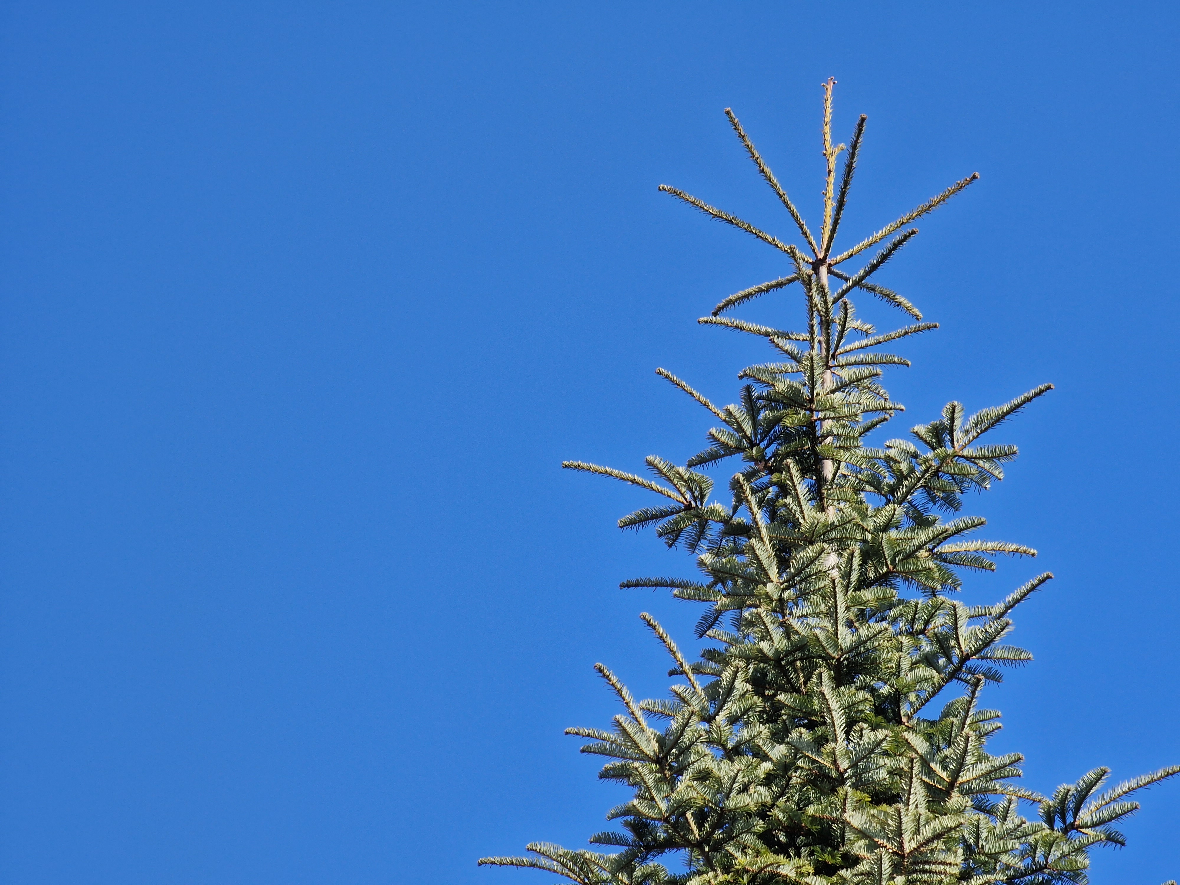 evergreen tree top