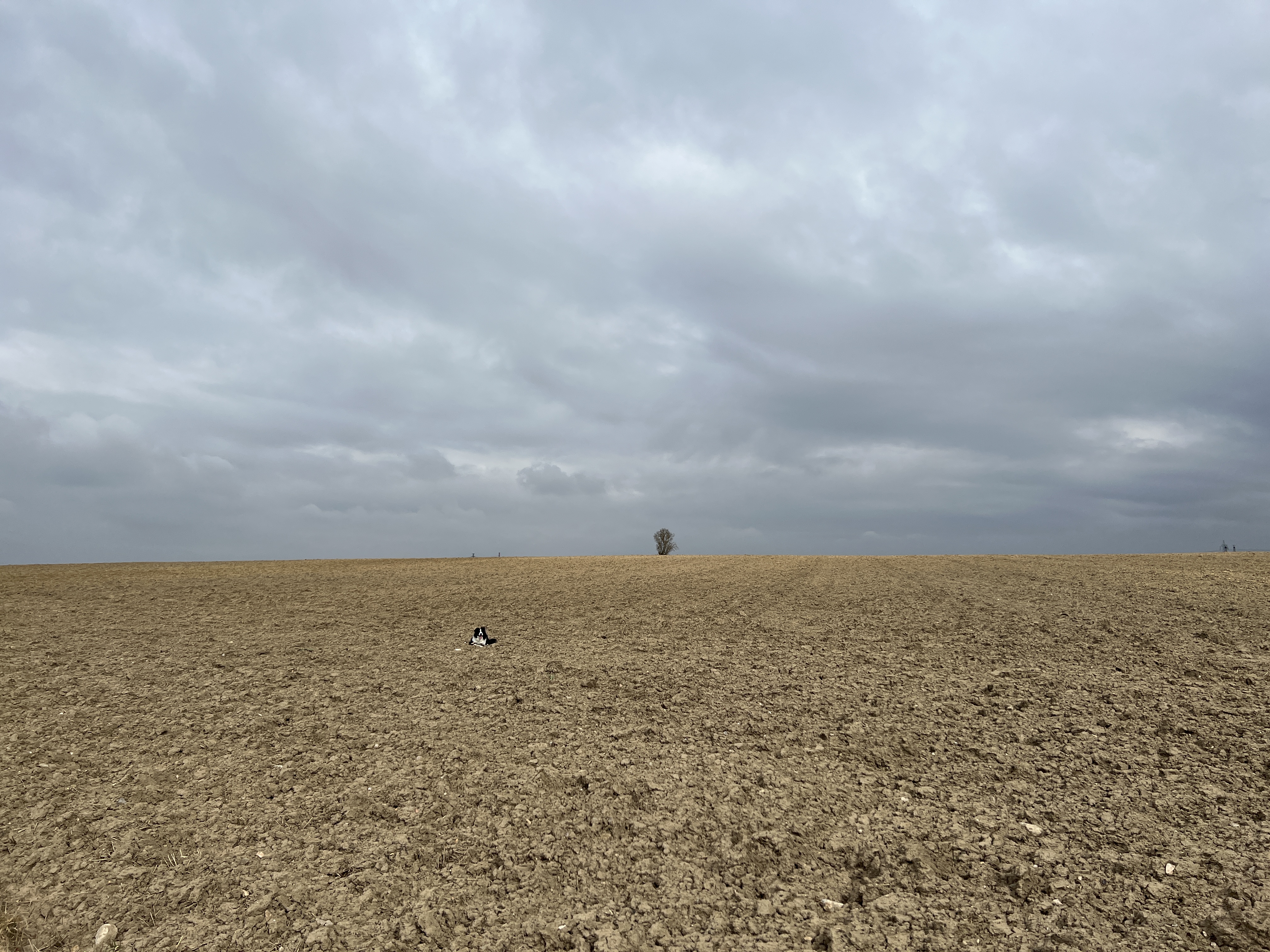 expansive field distant tree