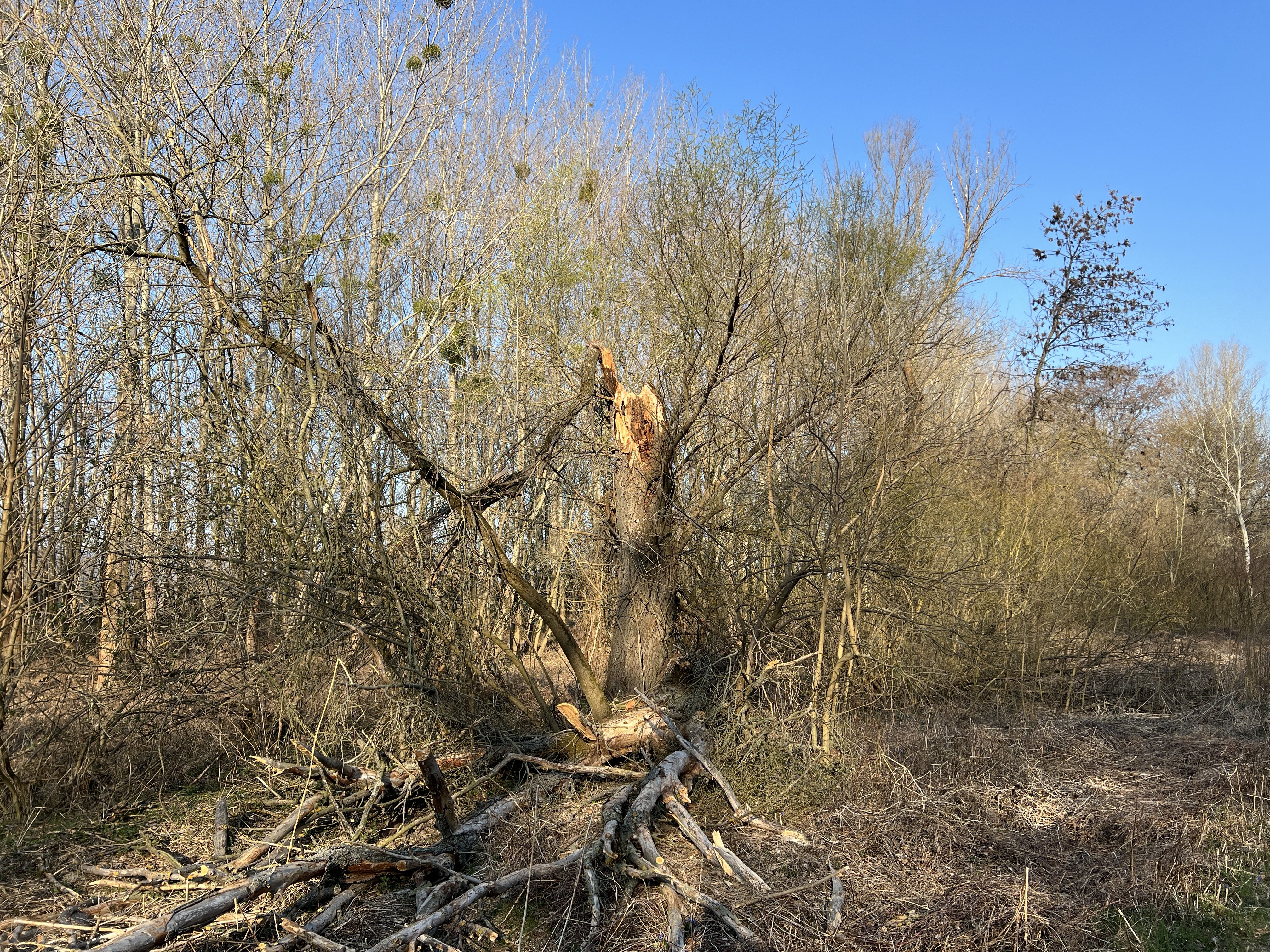 fallen tree branches