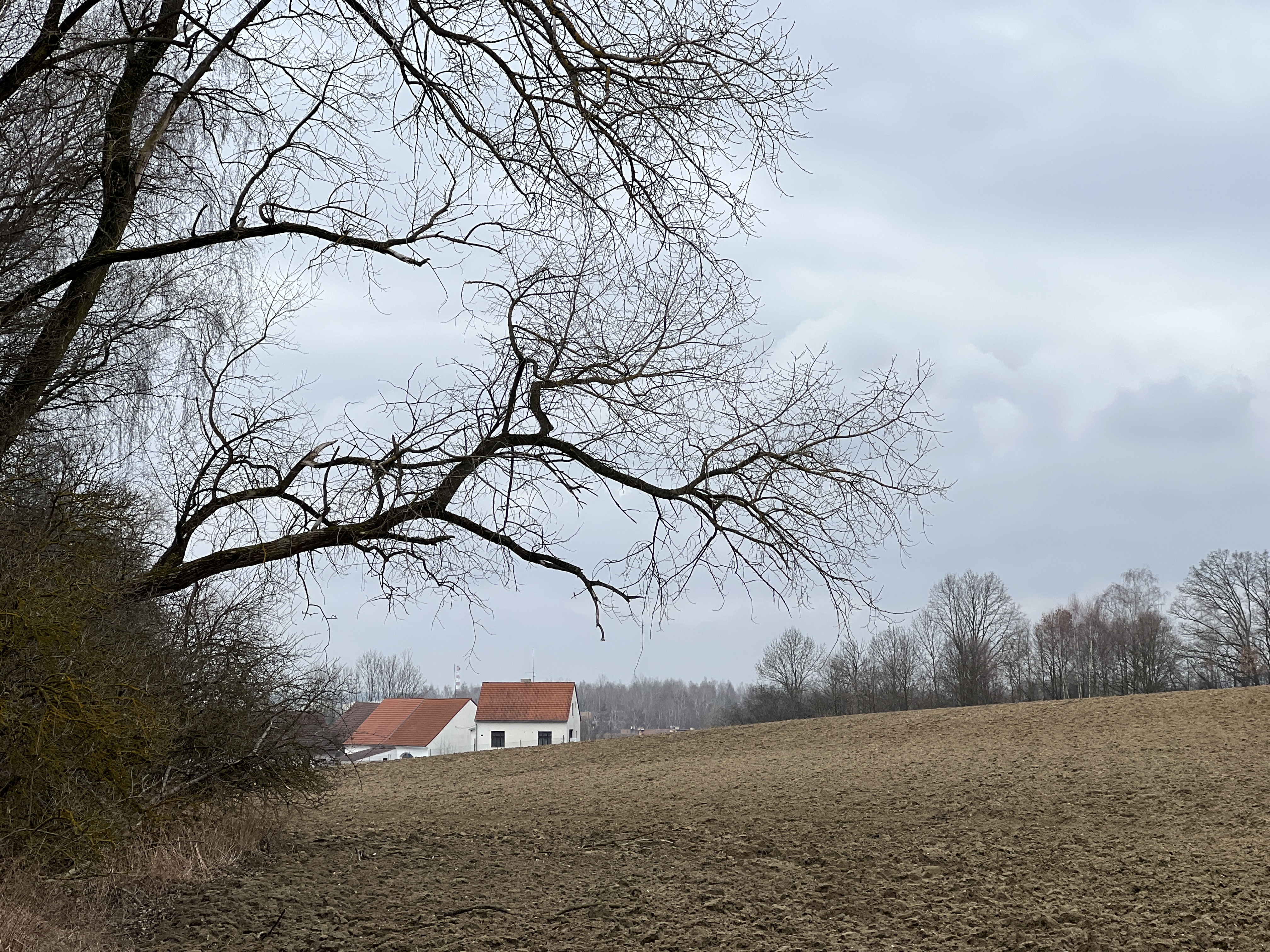 field house bare trees