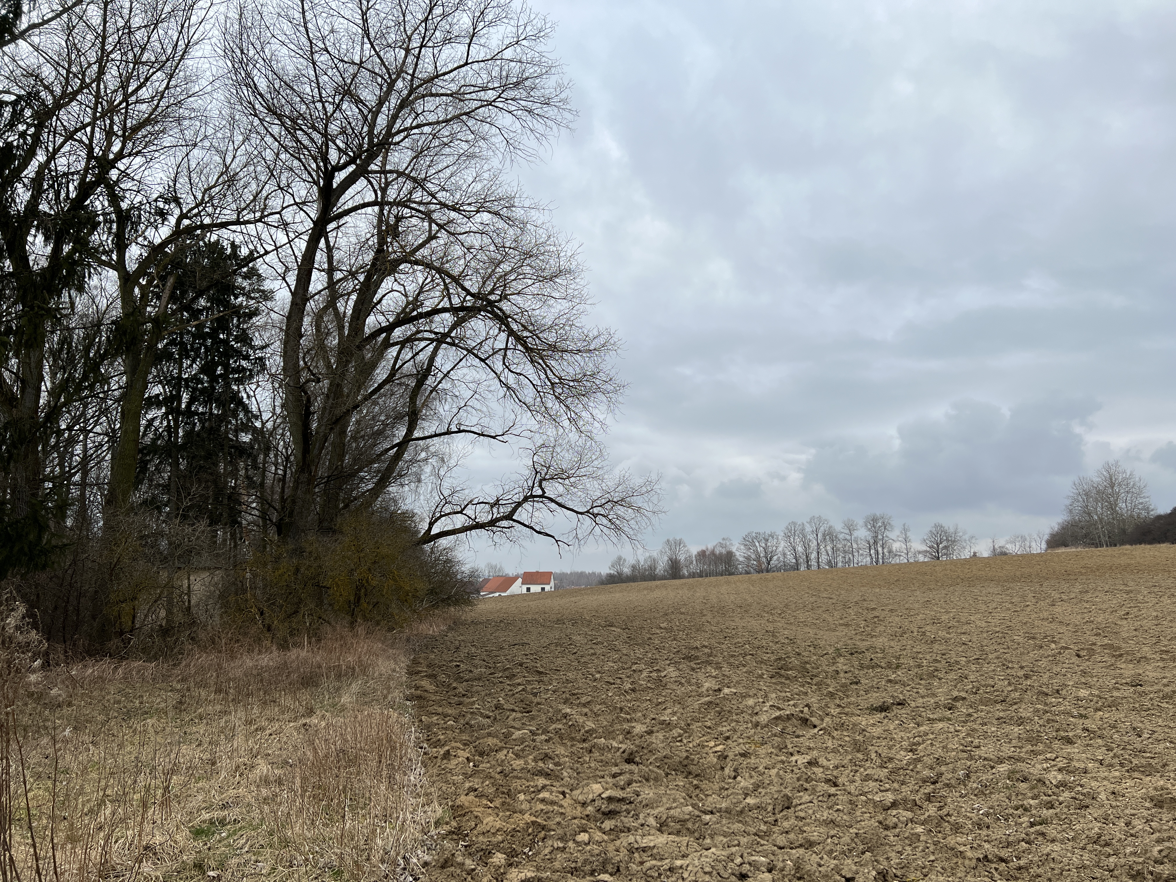 field trees distant house