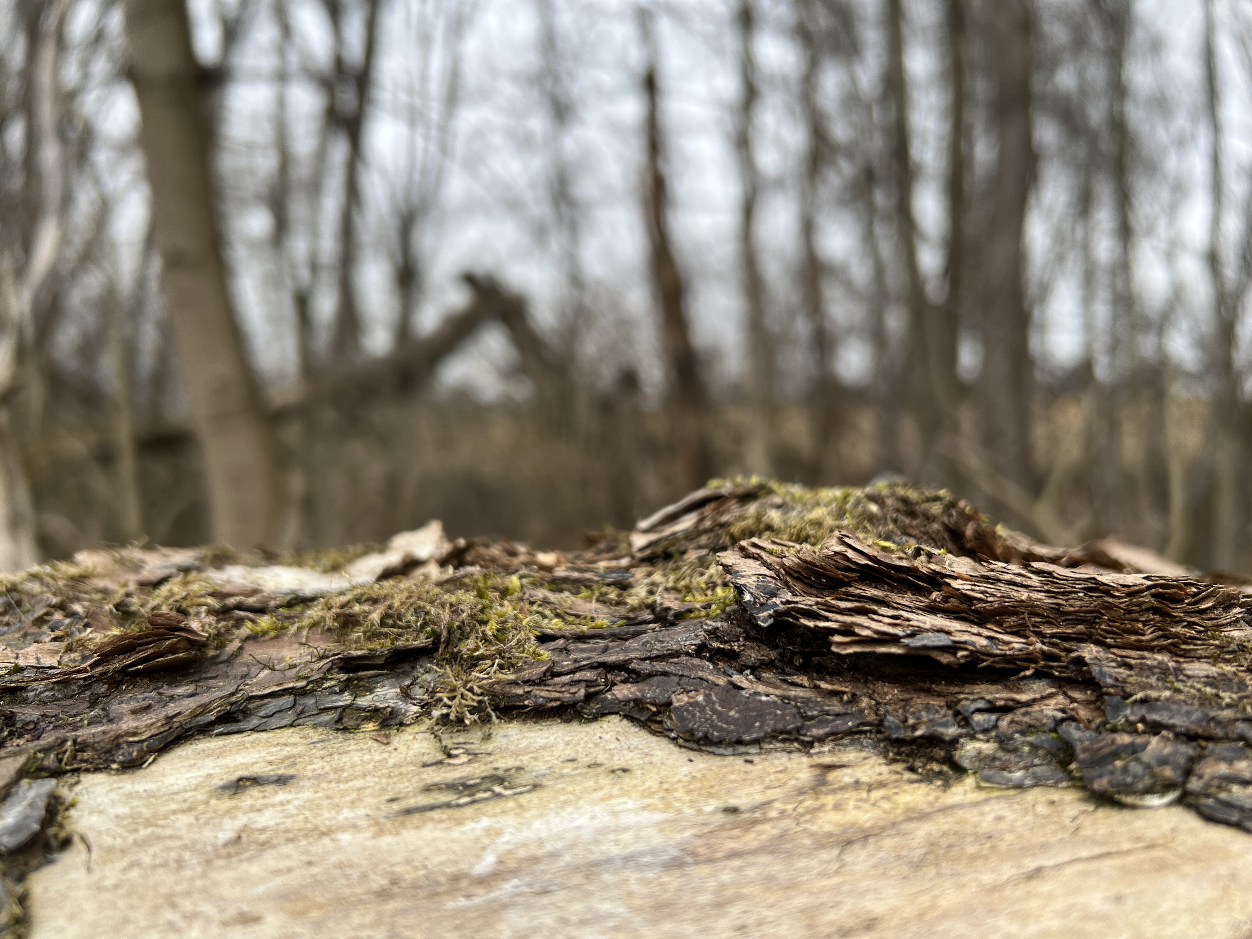 forest floor closeup