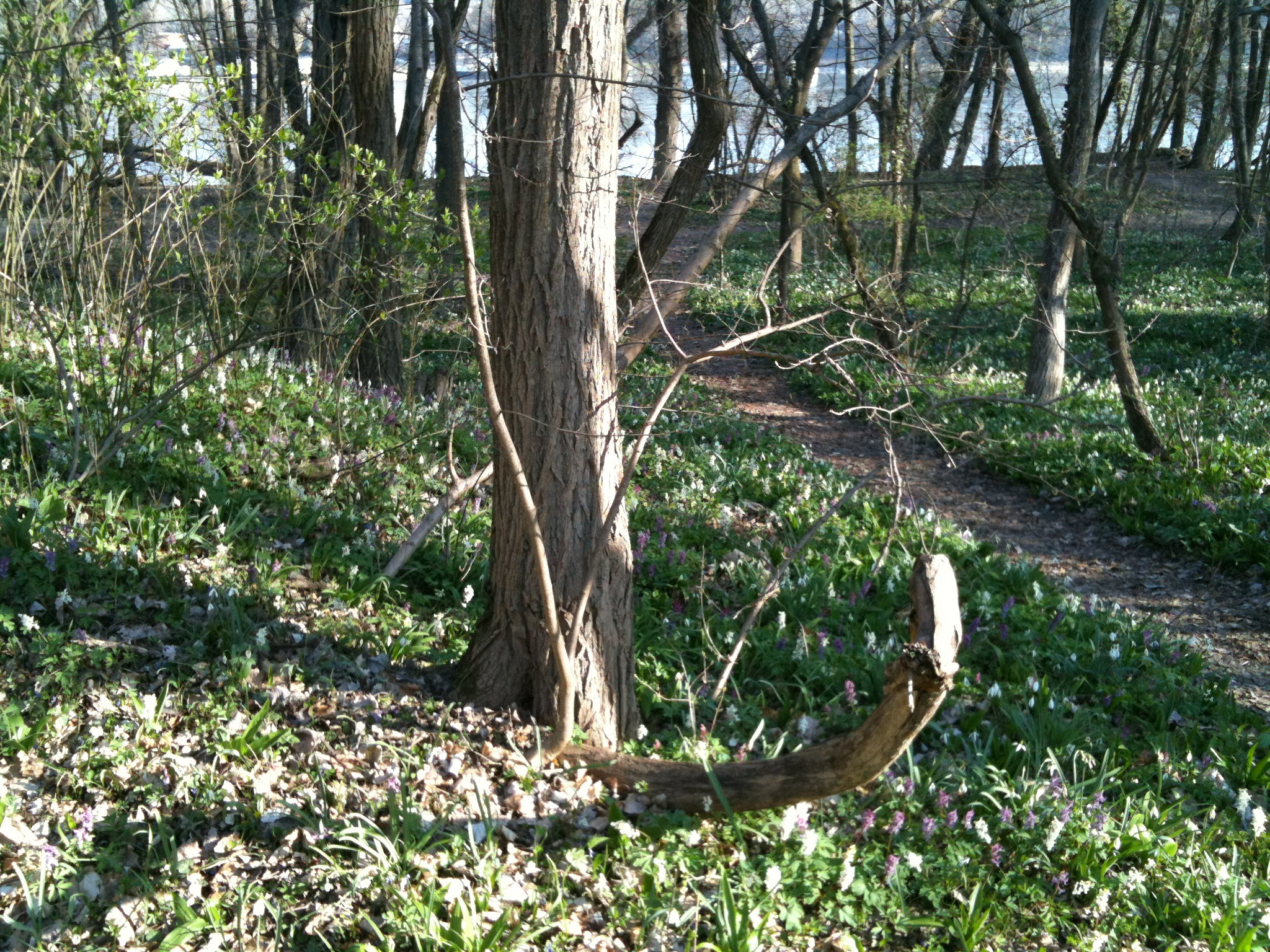 forest floor with flowers