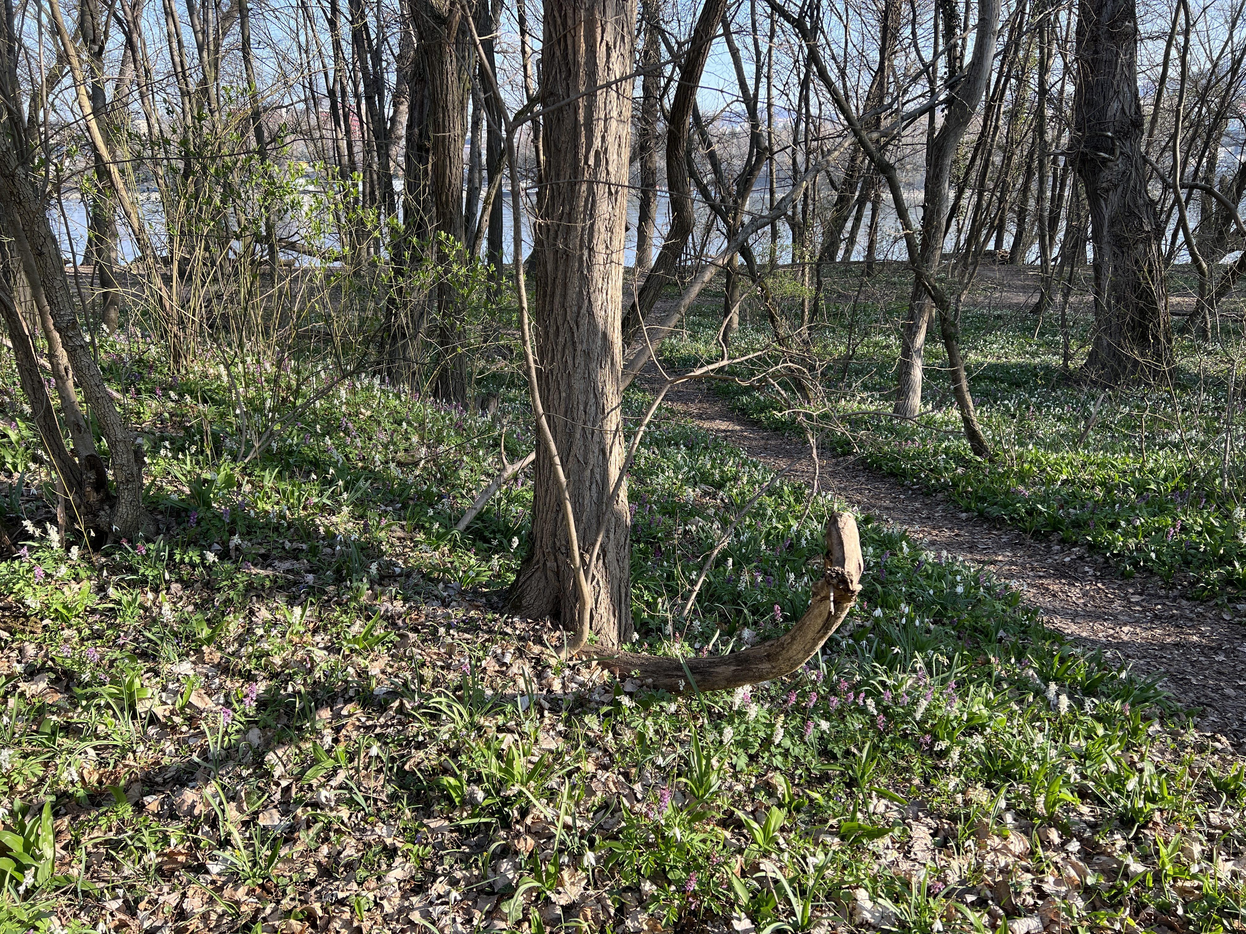 forest path with greenery