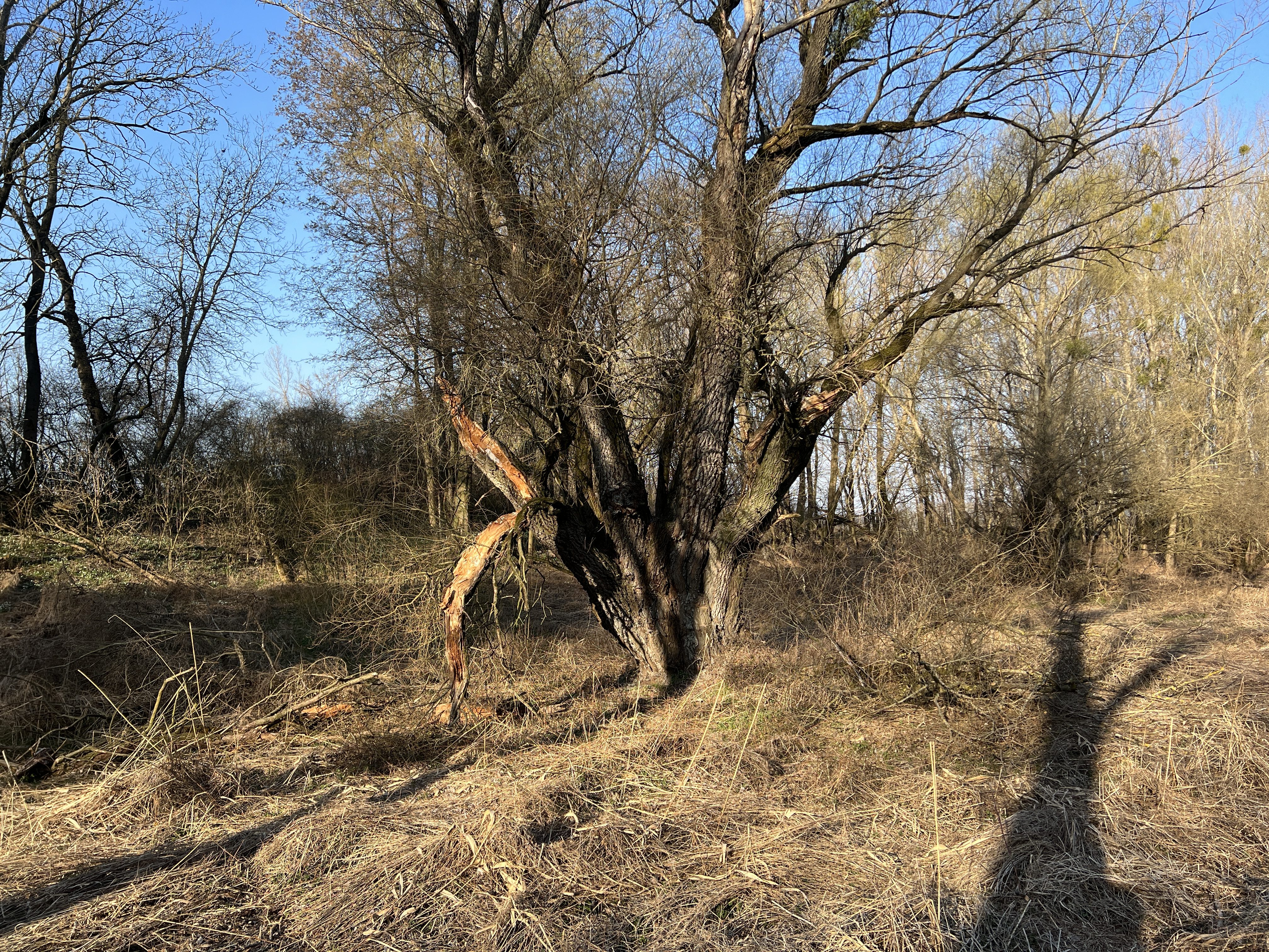 gnarled tree branches