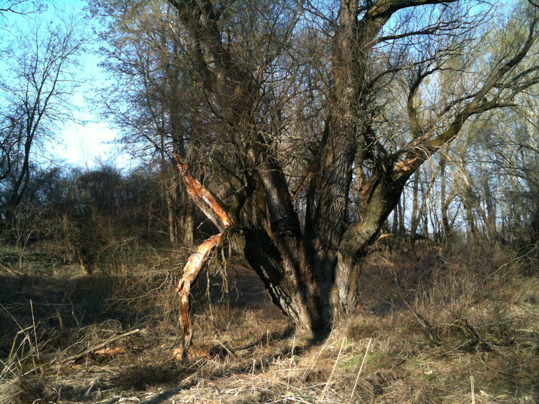 gnarled tree in forest