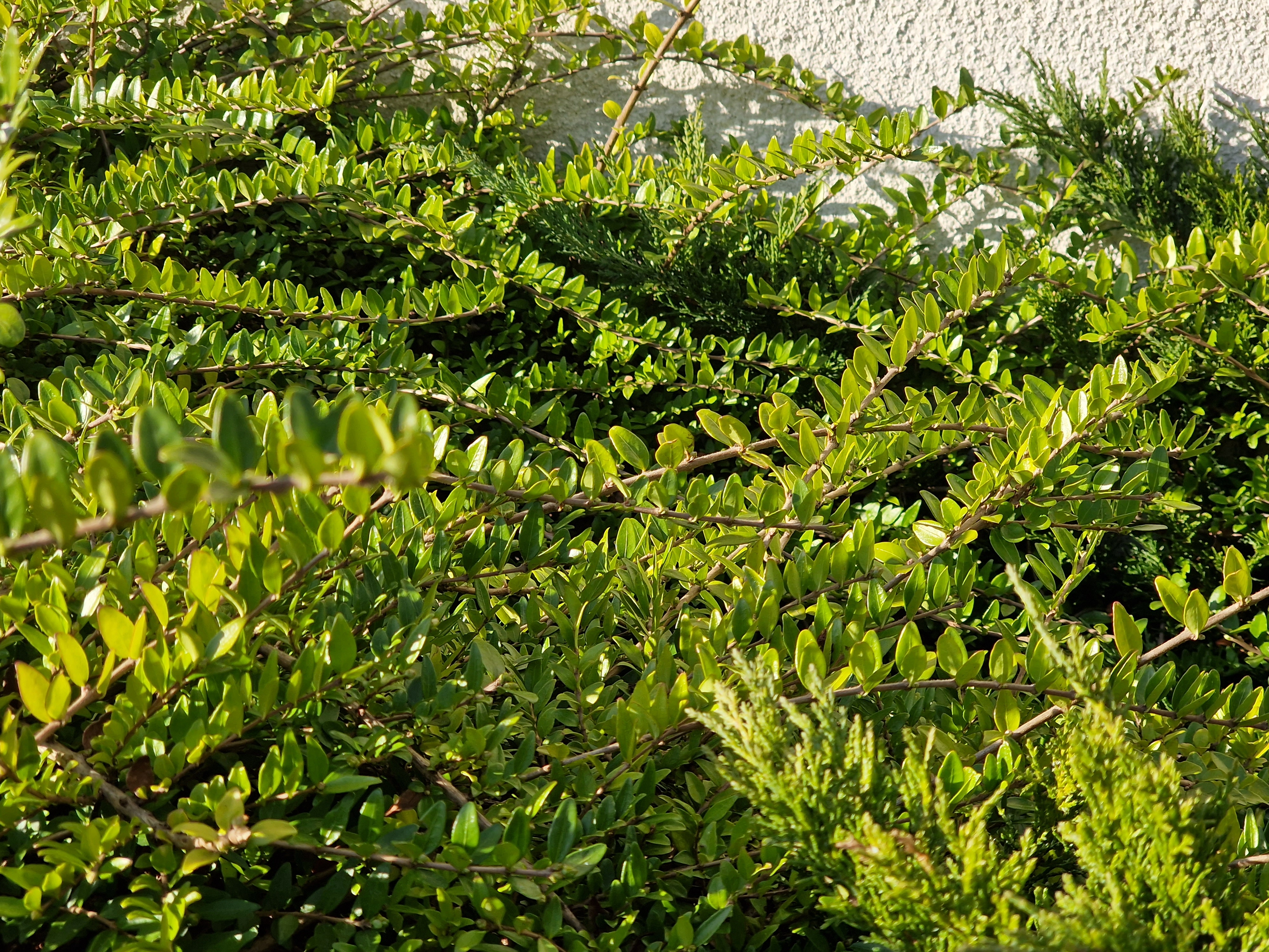 green bushes closeup