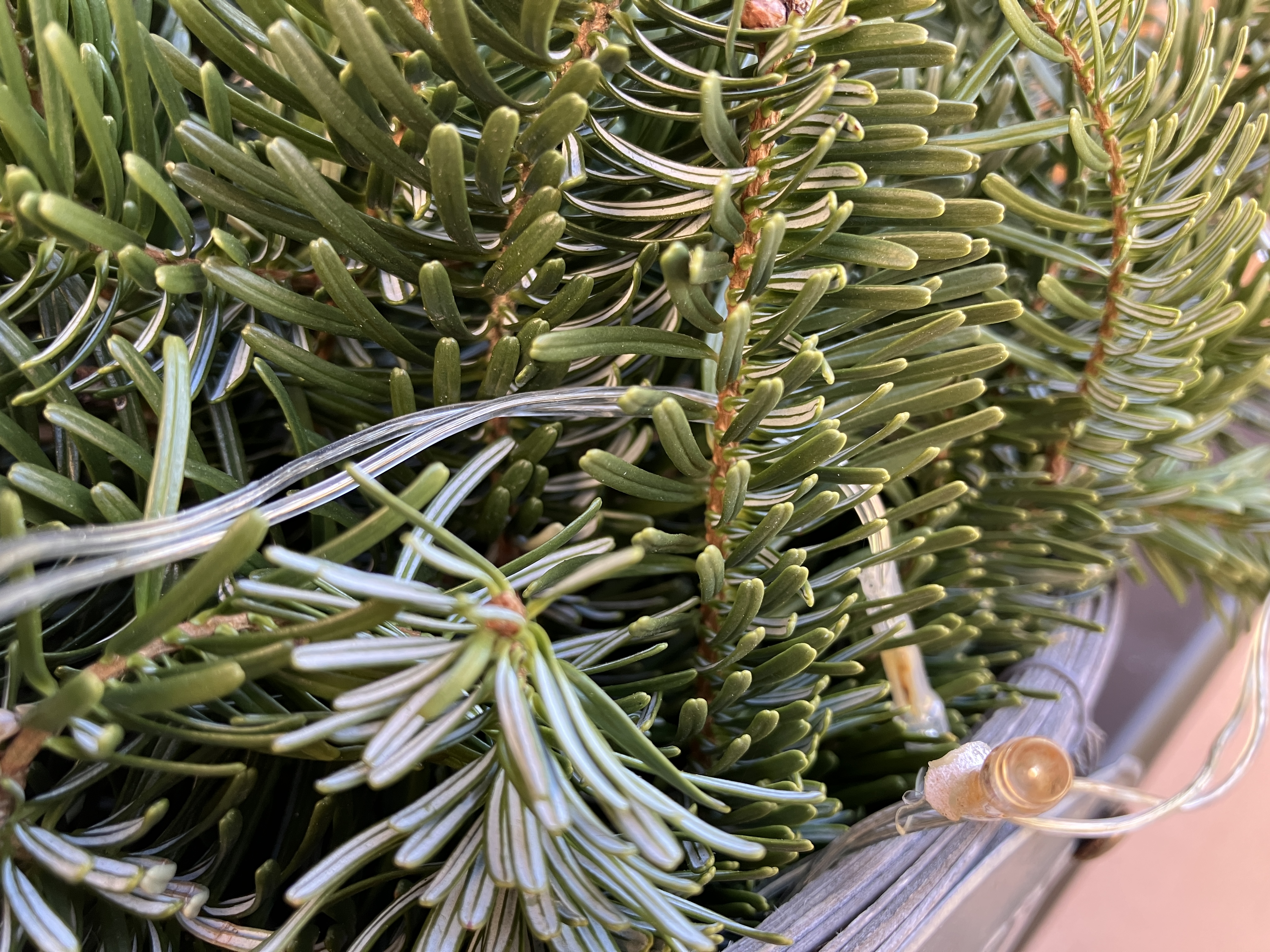 green pine branches closeup