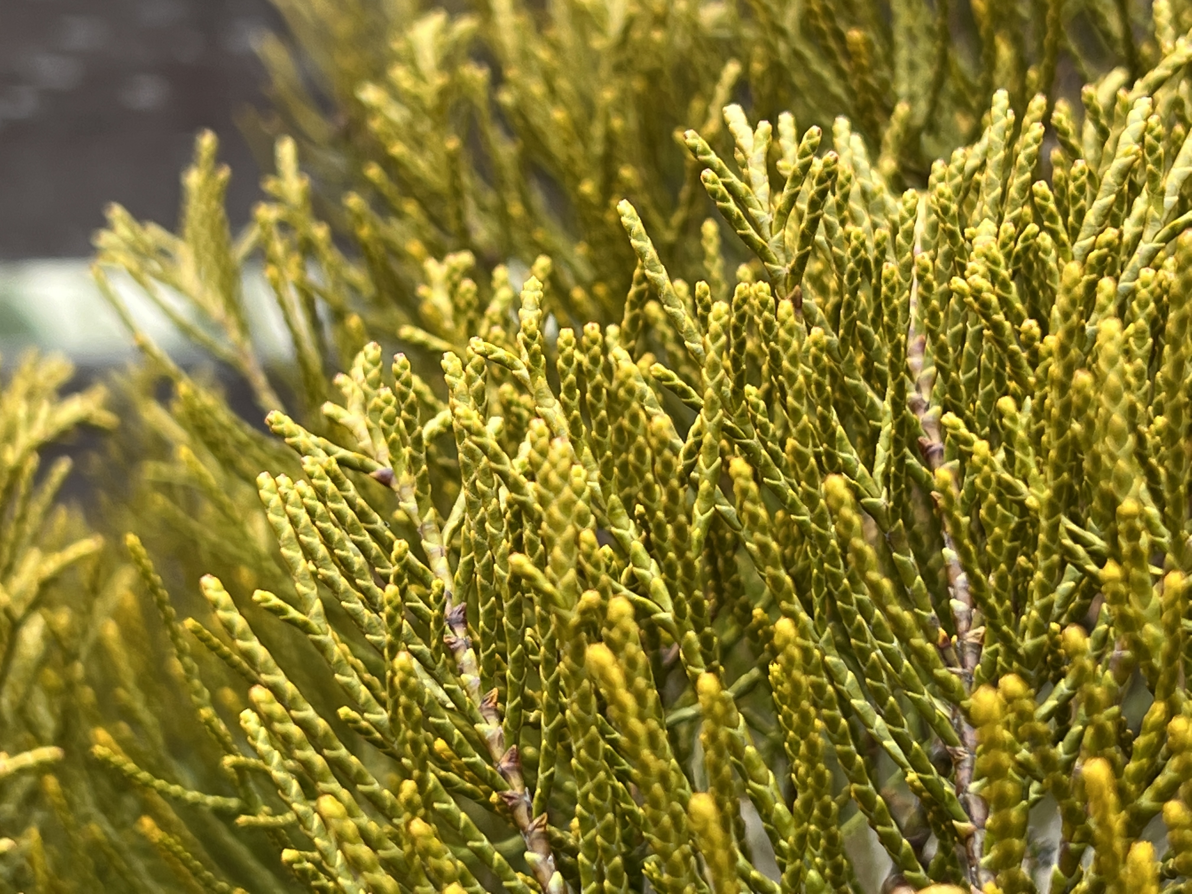 macro yellow plant detail