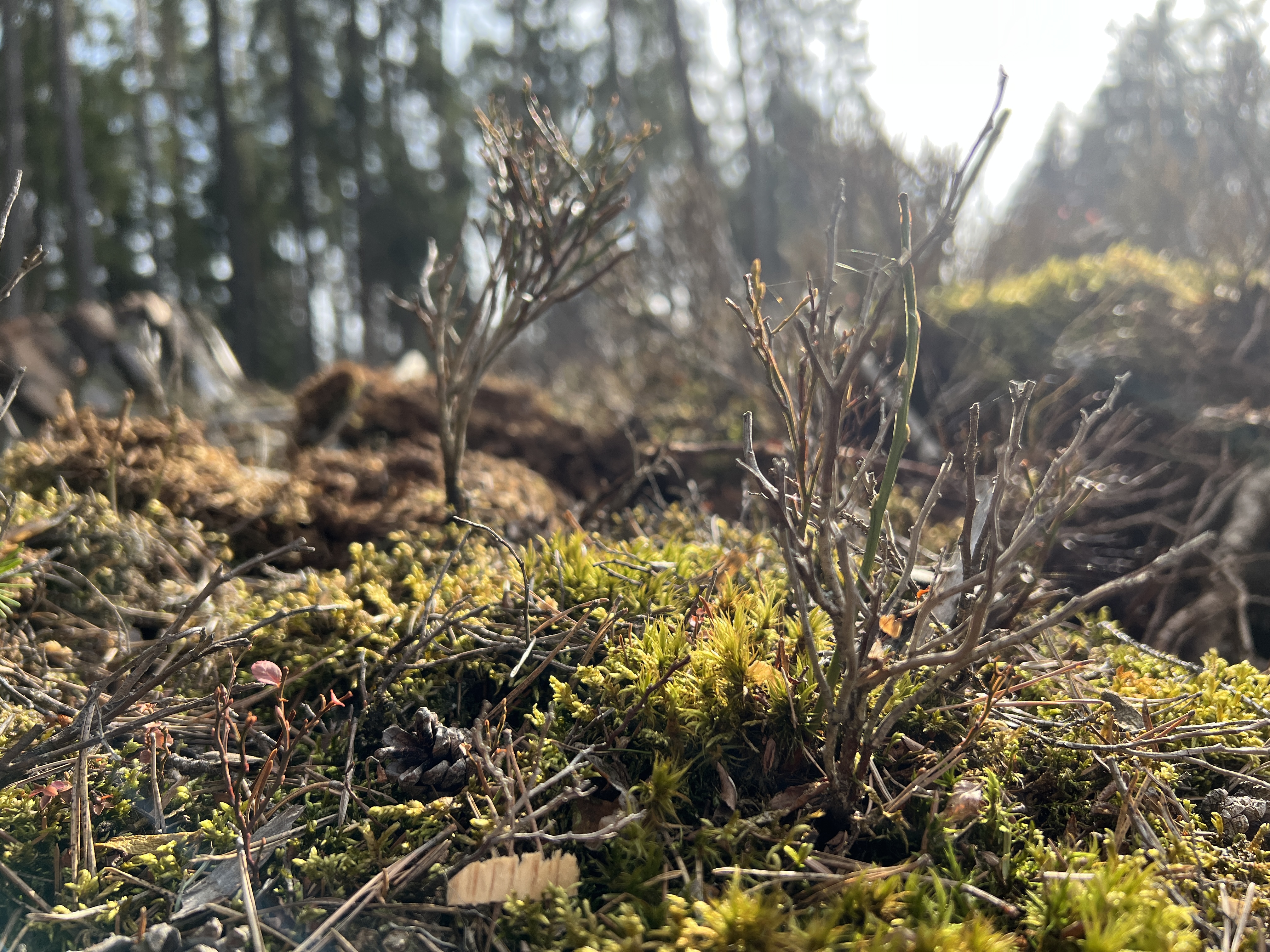 moss and twigs in forest