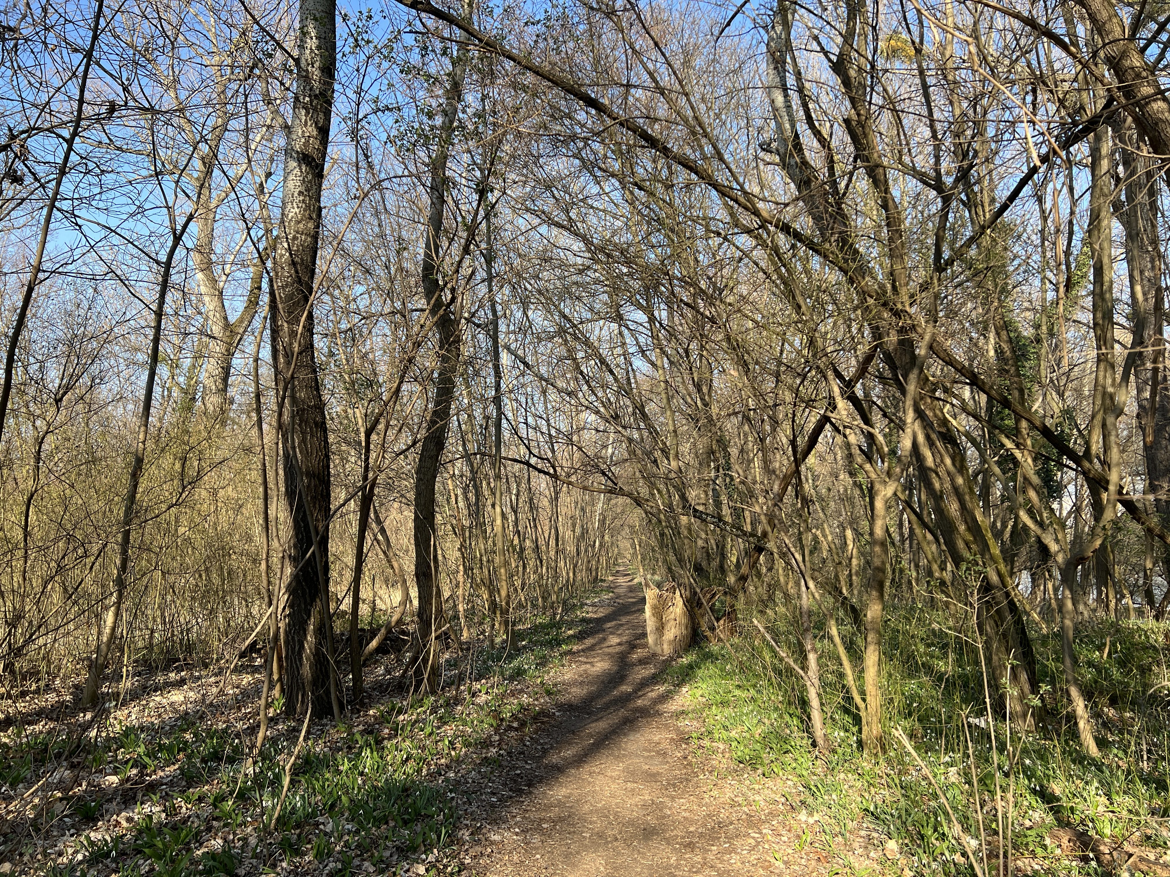 nature trail in woods