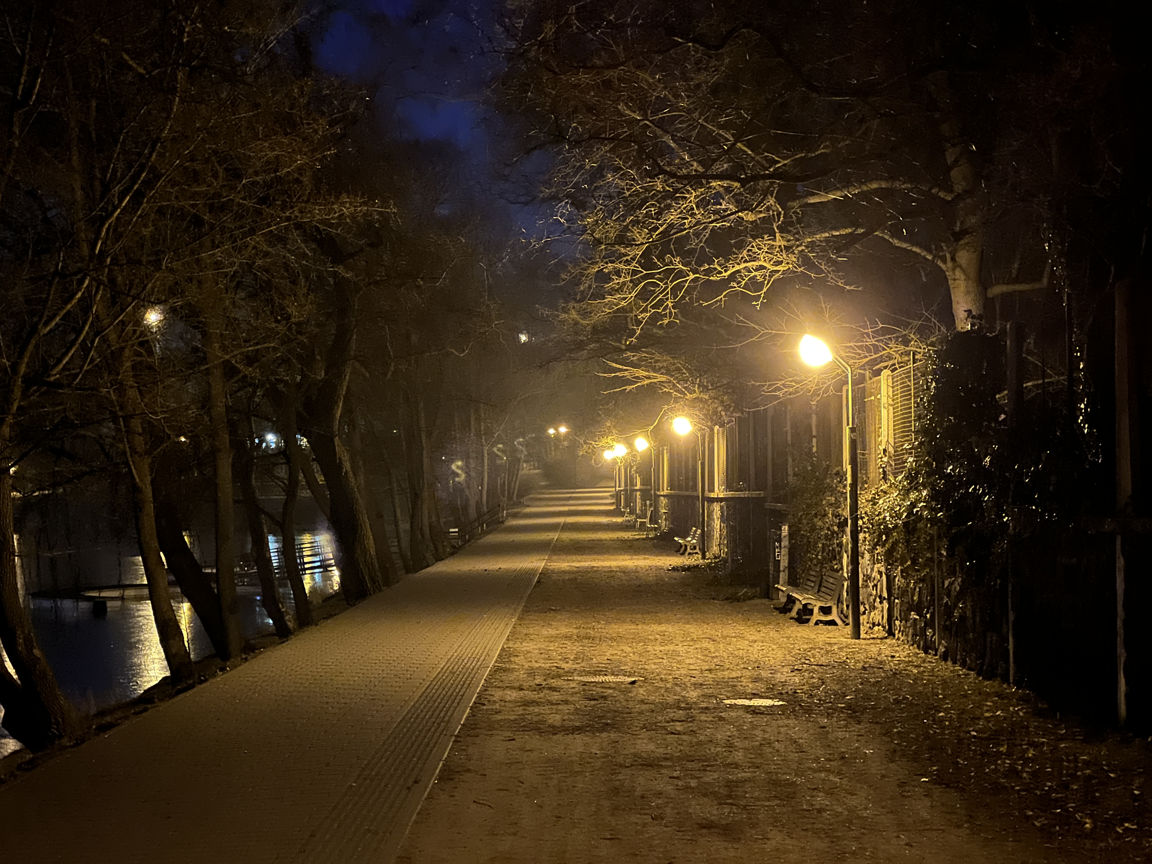 night pathway trees lights