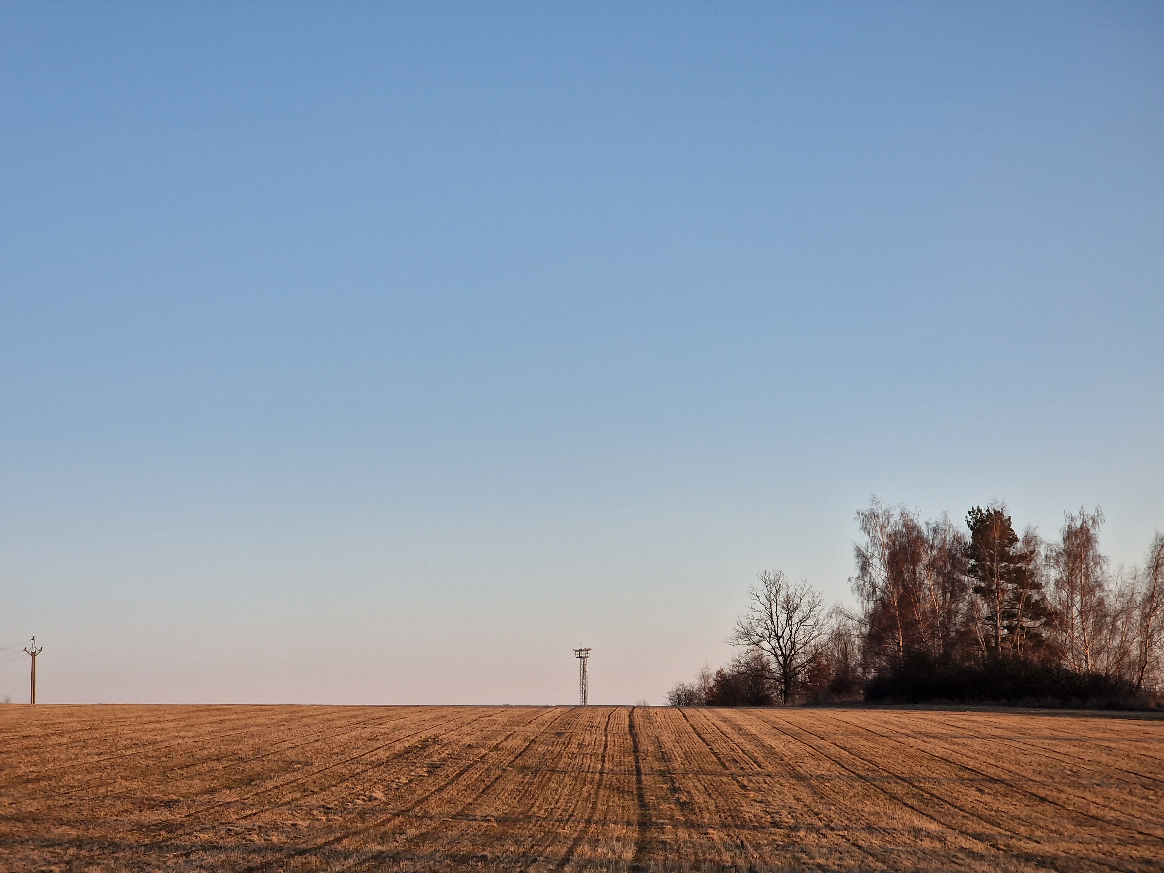 open field with trees