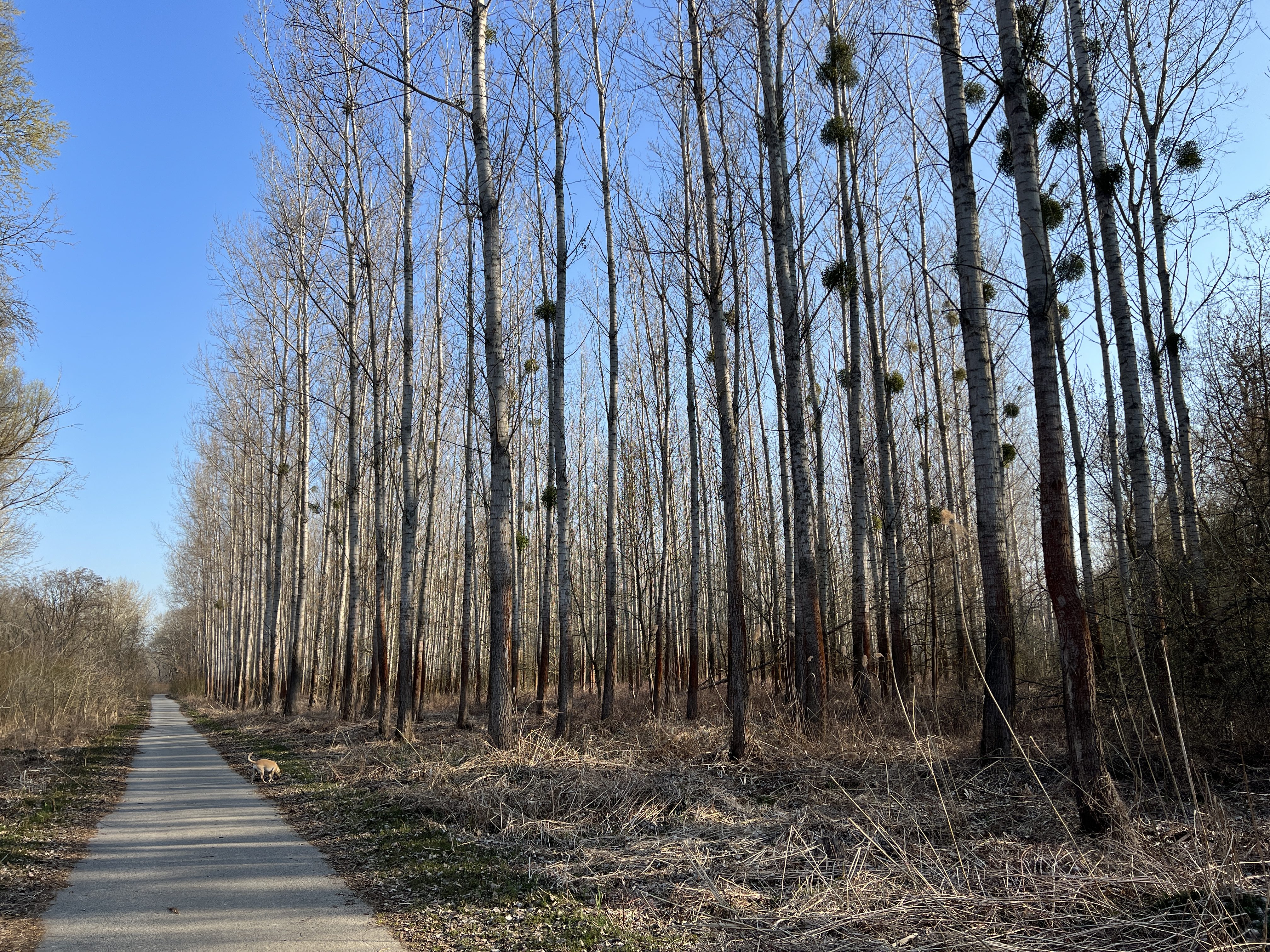 pathway through tall trees
