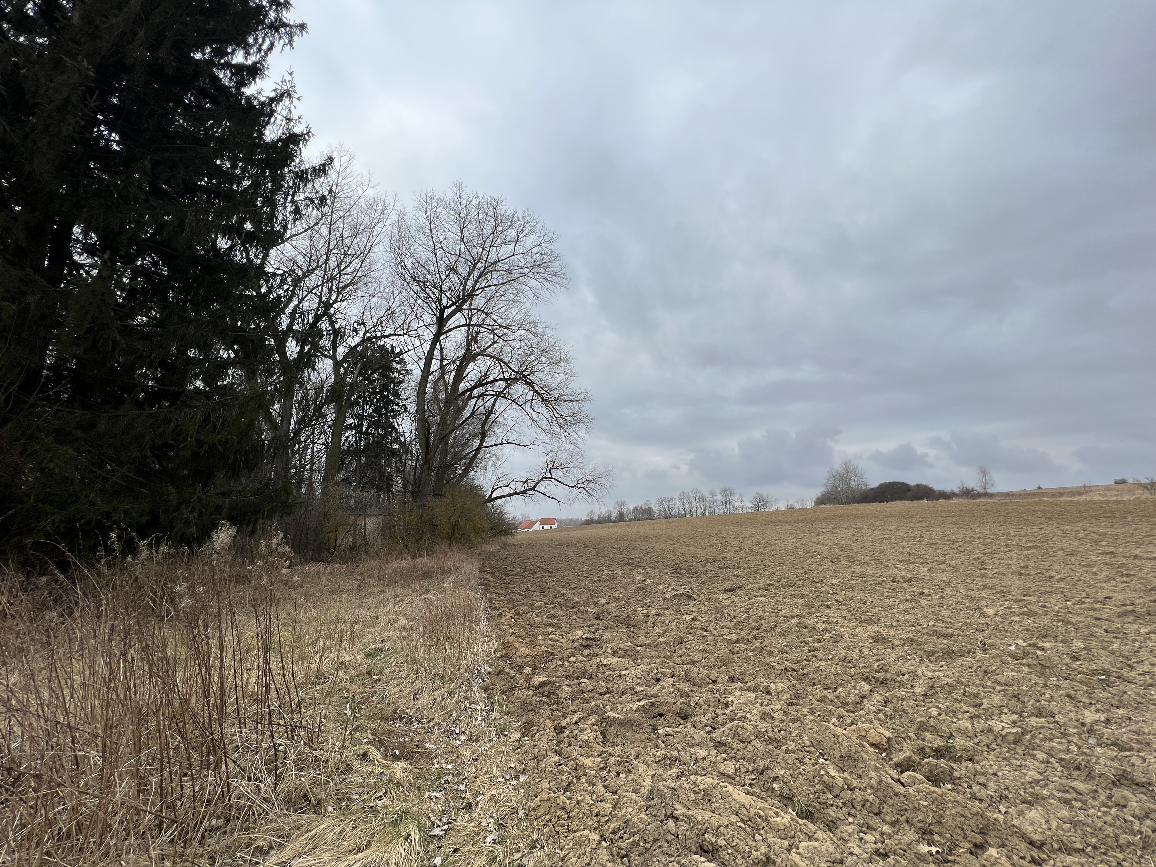 plowed field trees
