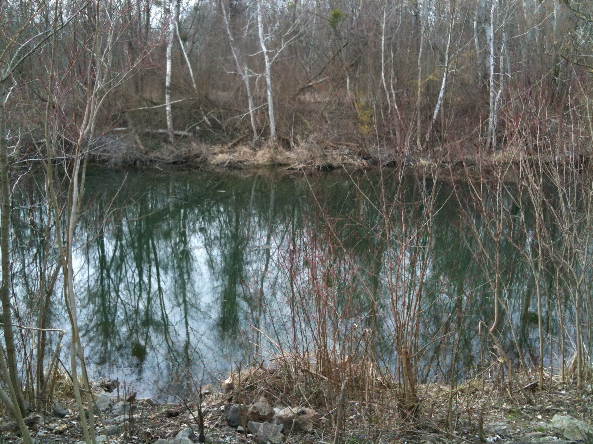 river with bare trees