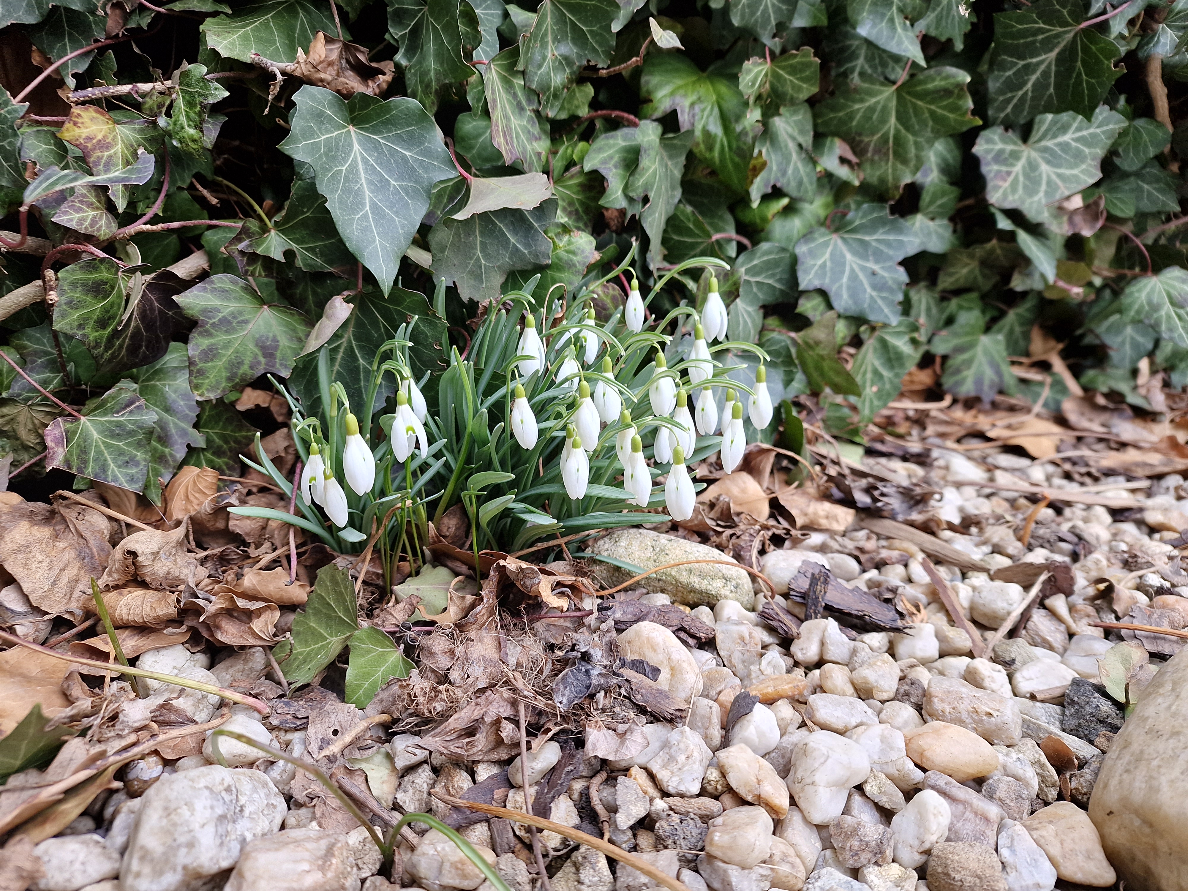 snowdrops among ivy
