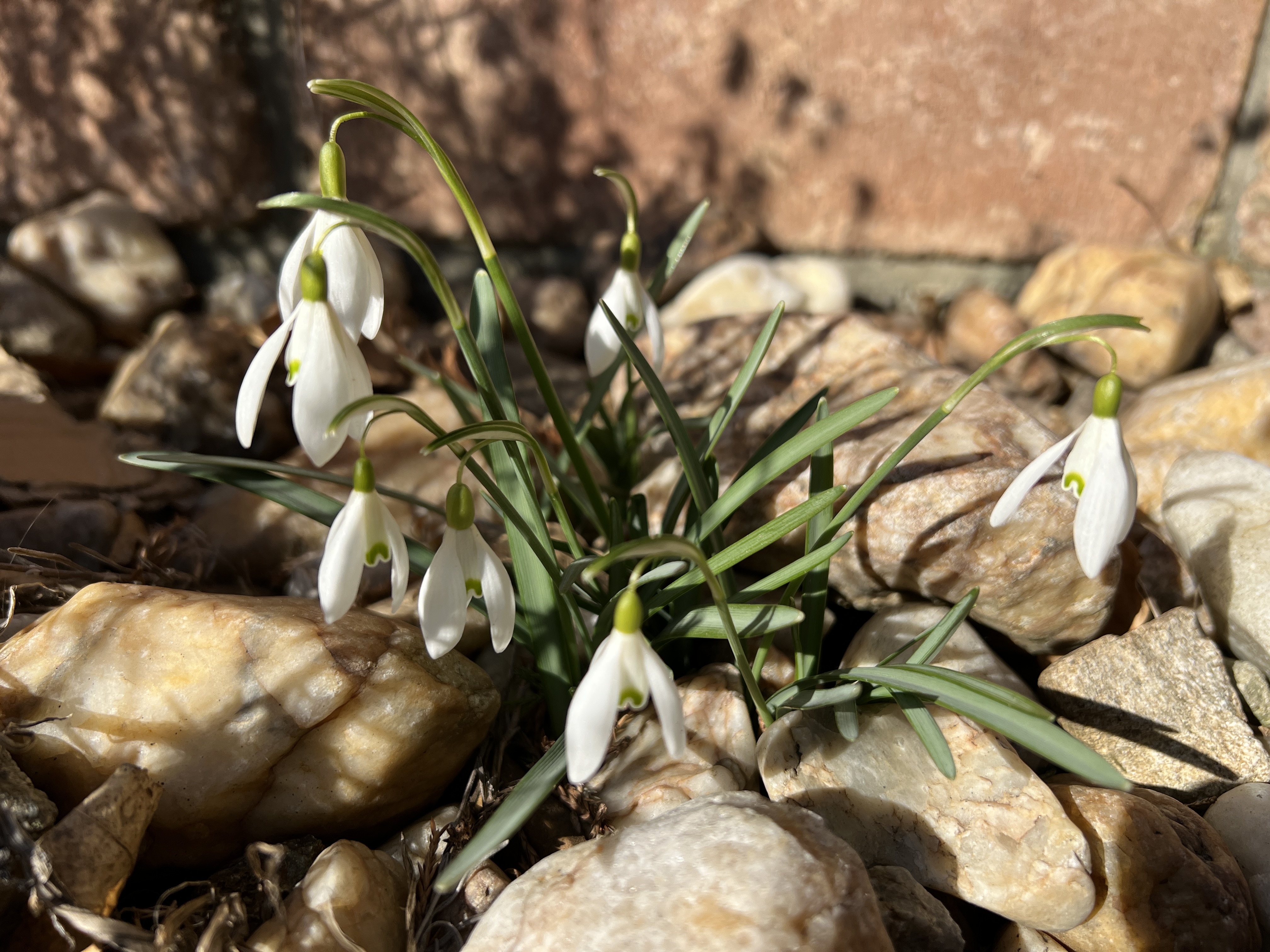 snowdrops among rocks