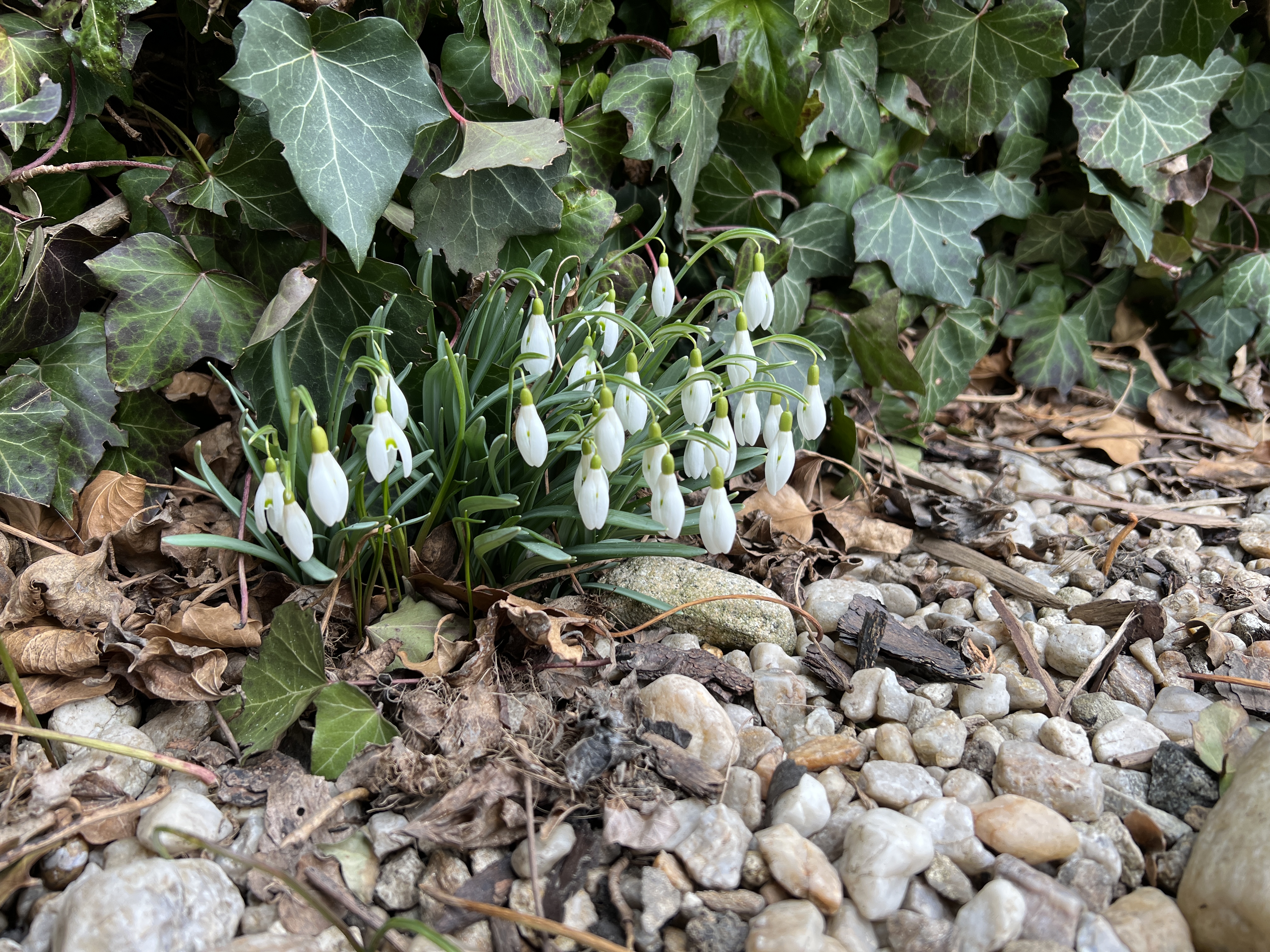 snowdrops and ivy ground