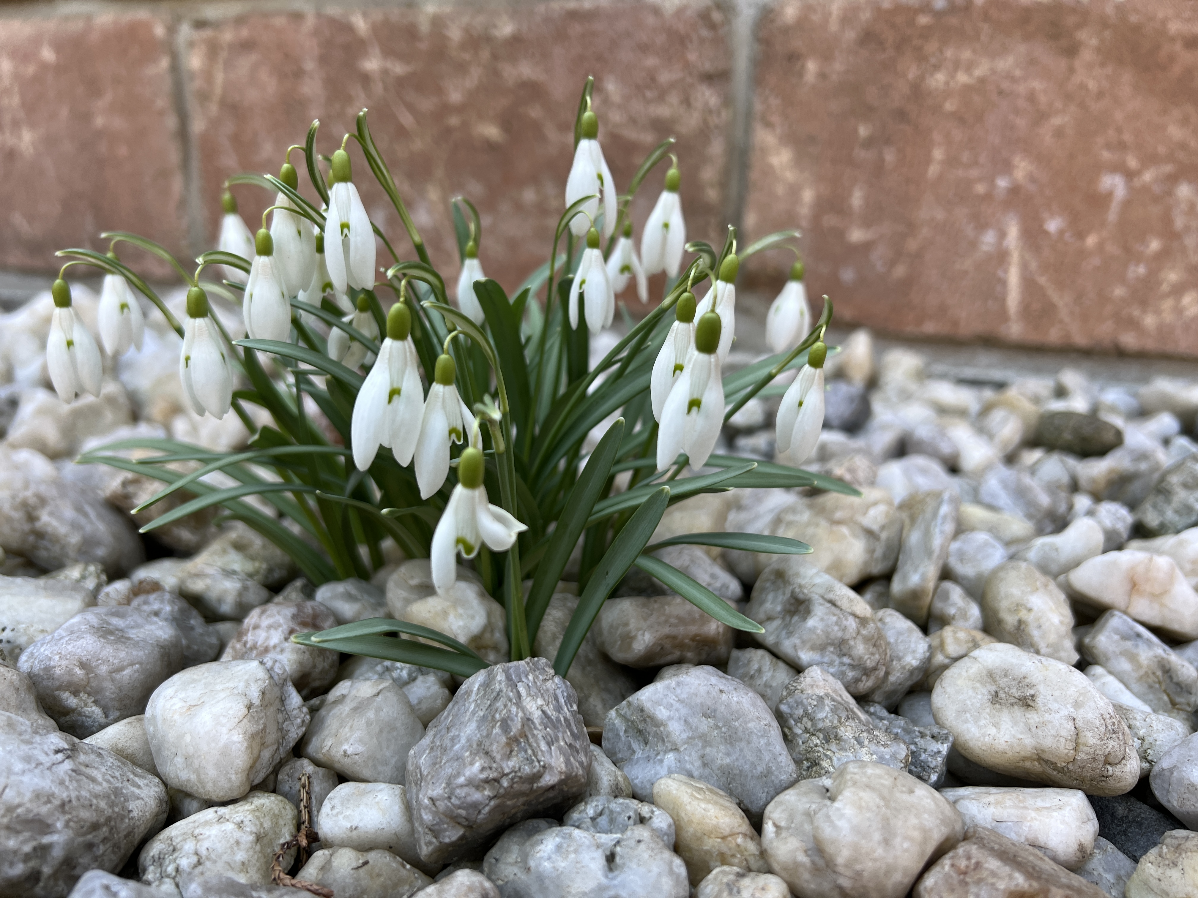 snowdrops in garden