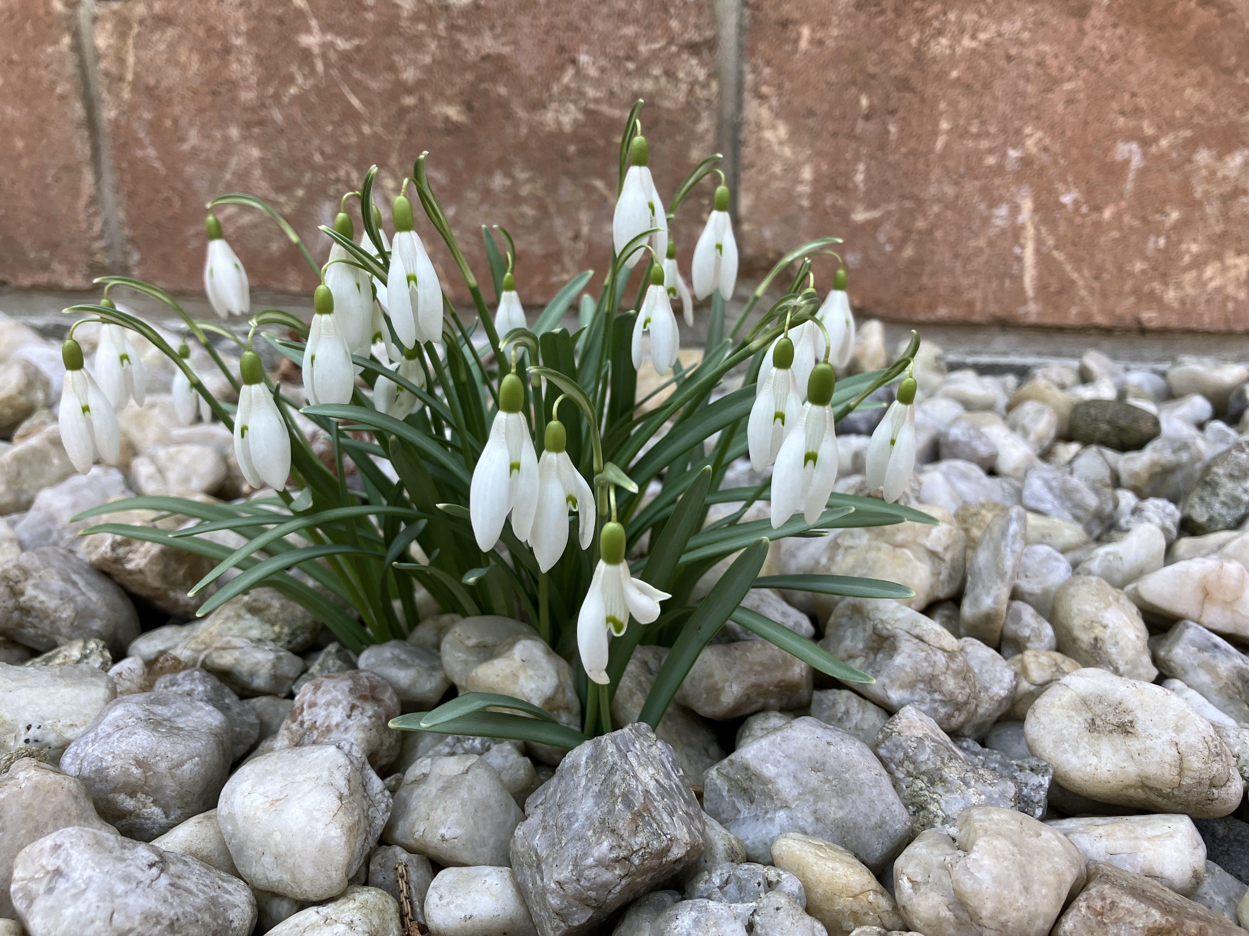 snowdrops on rocks