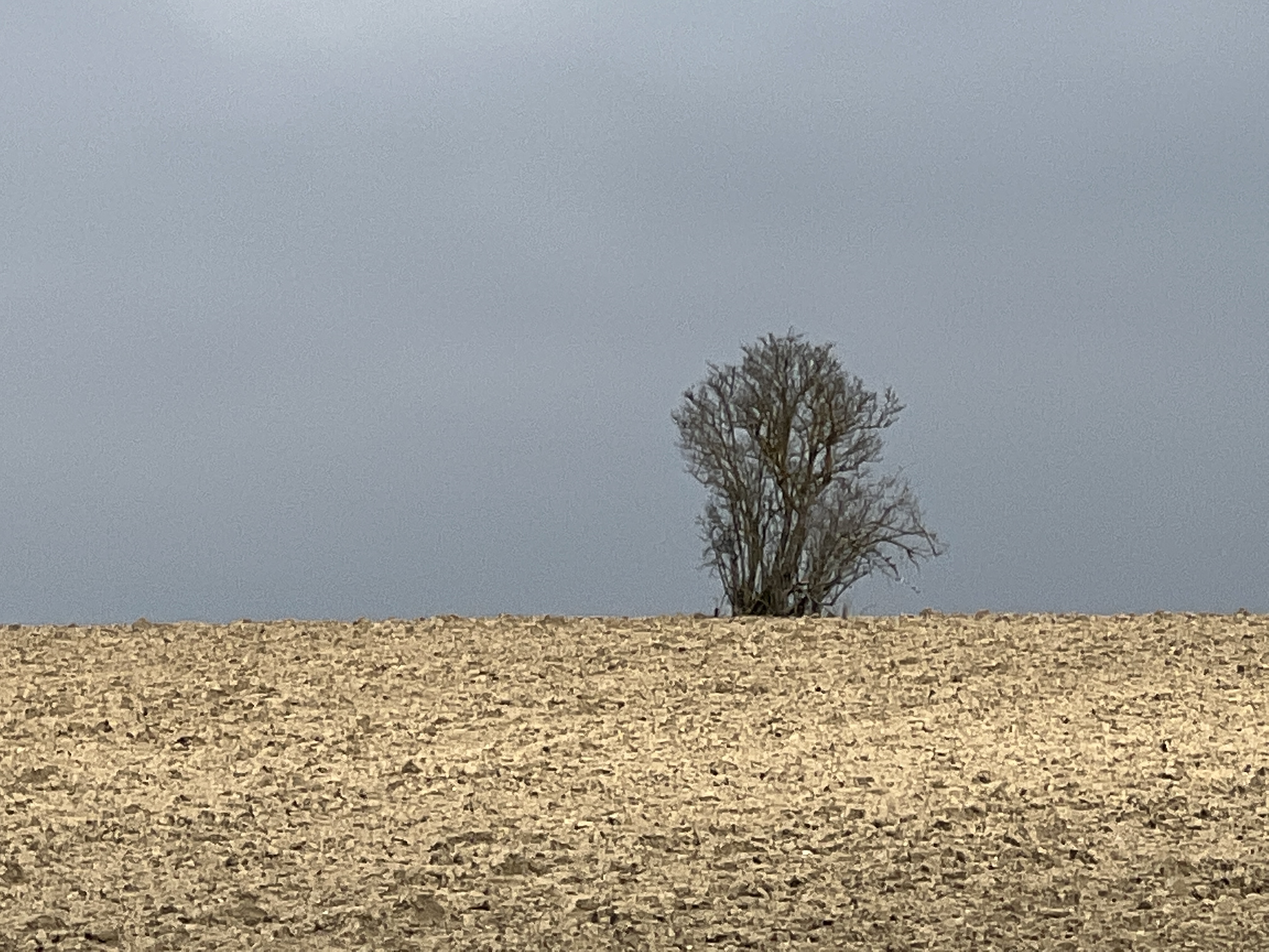 solitary tree cloudy sky