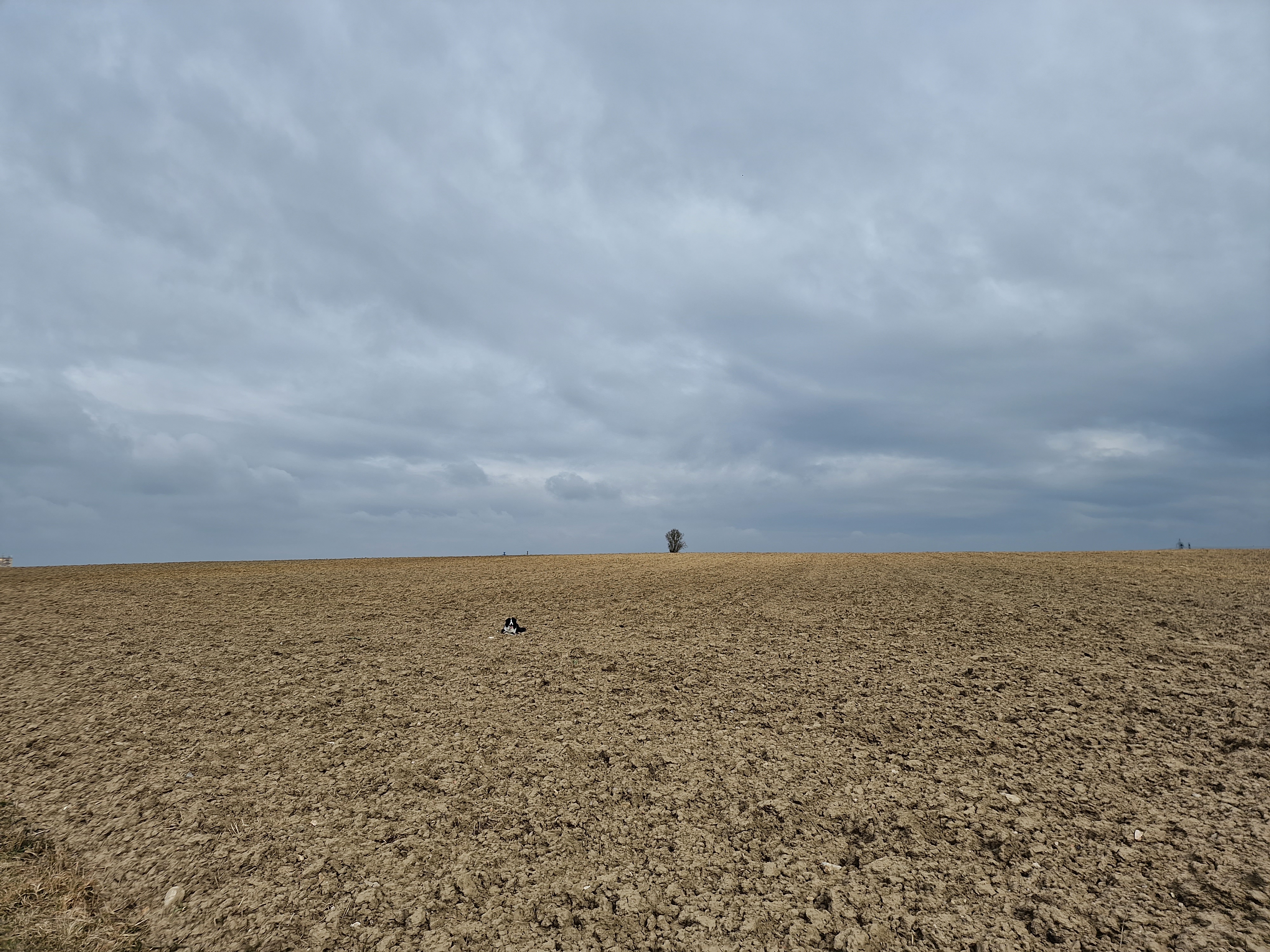 solitary tree in barren field