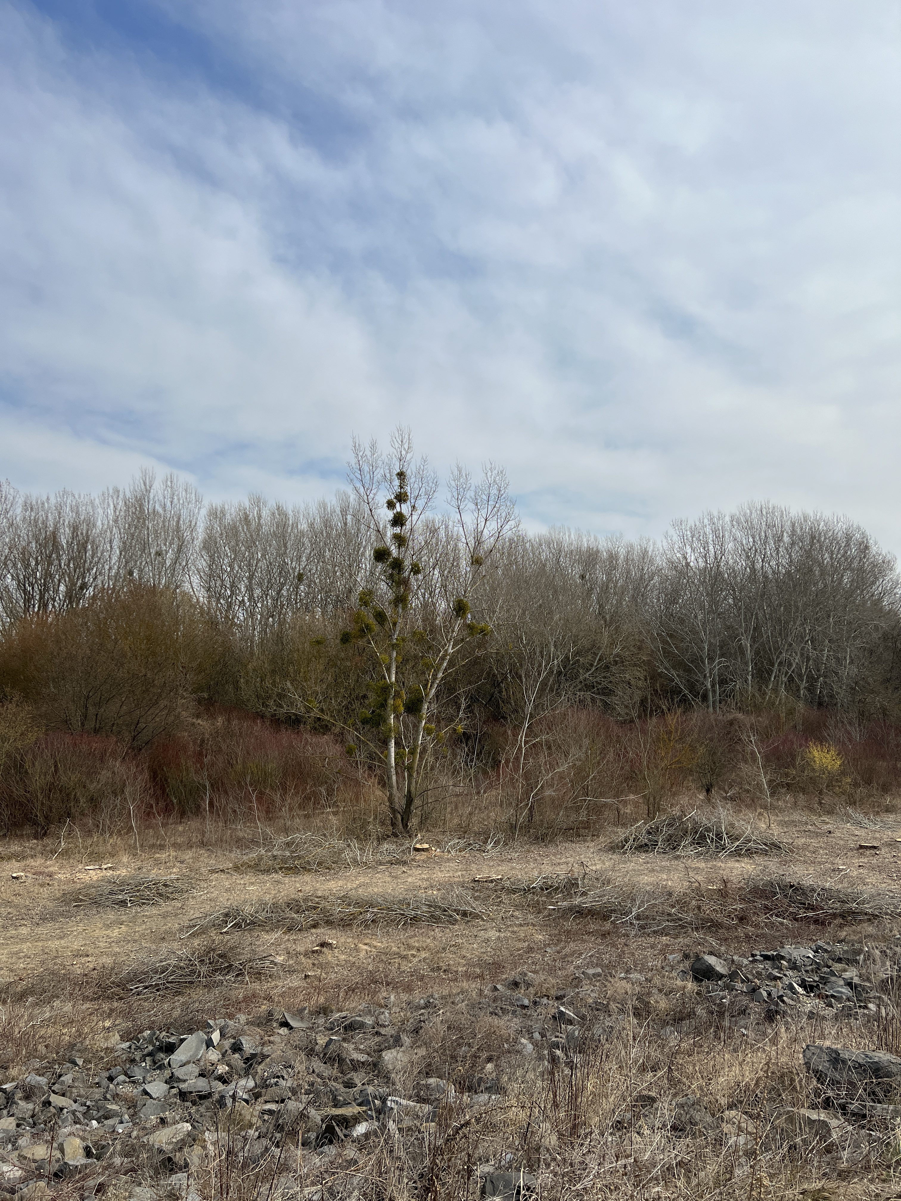 solitary tree in field