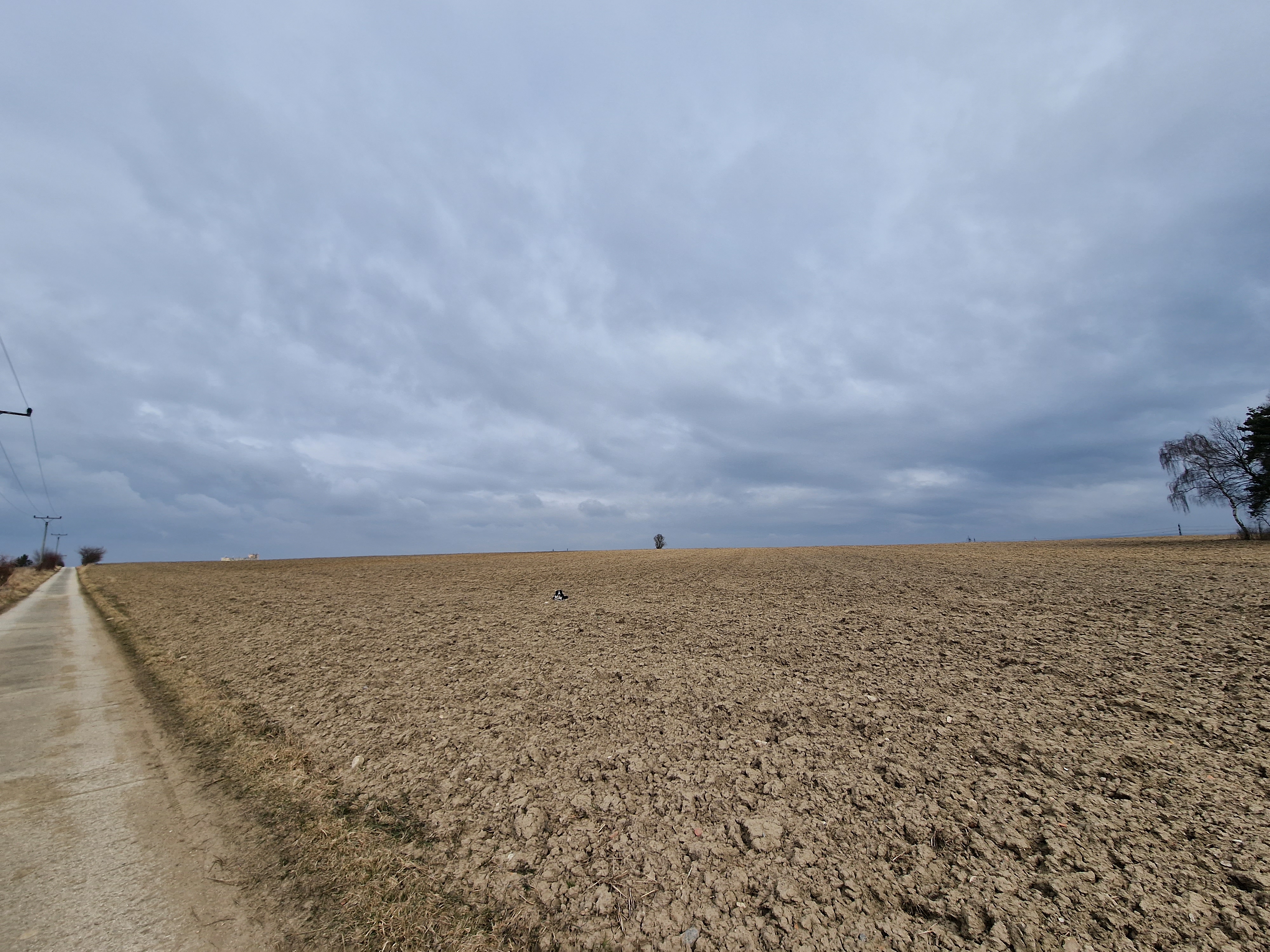solitary tree in open field
