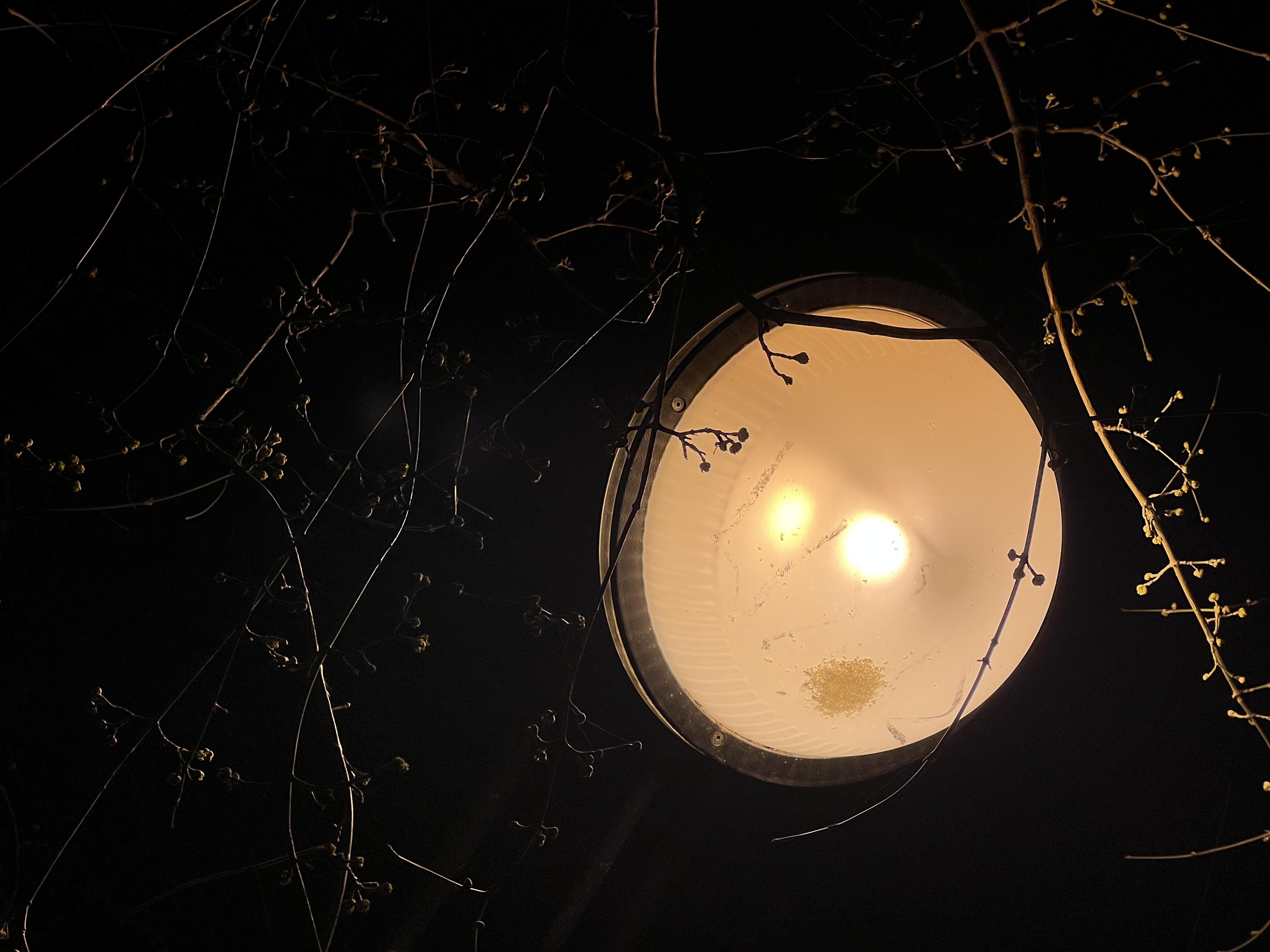 street lamp closeup branches