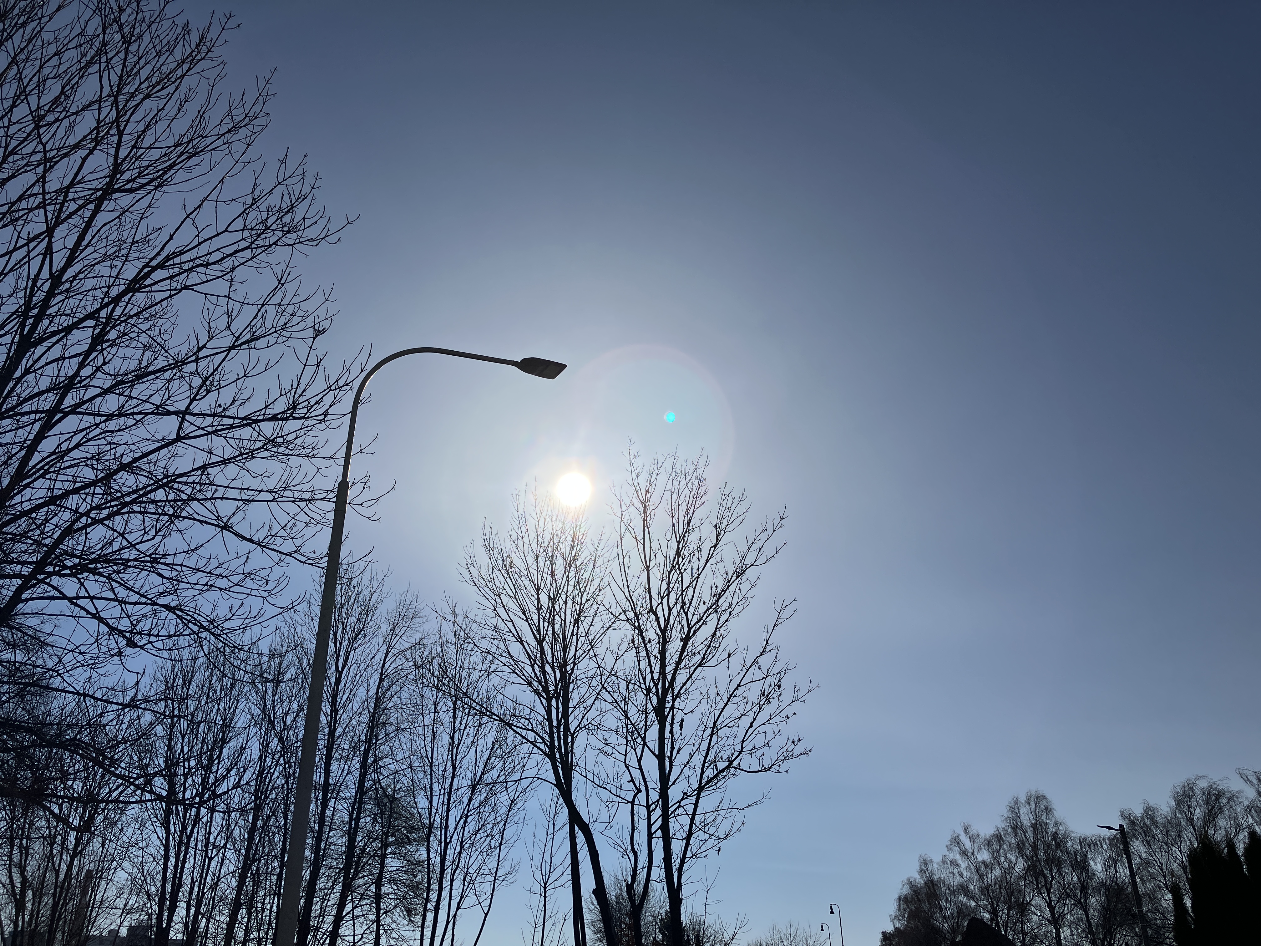 sunlight through trees
